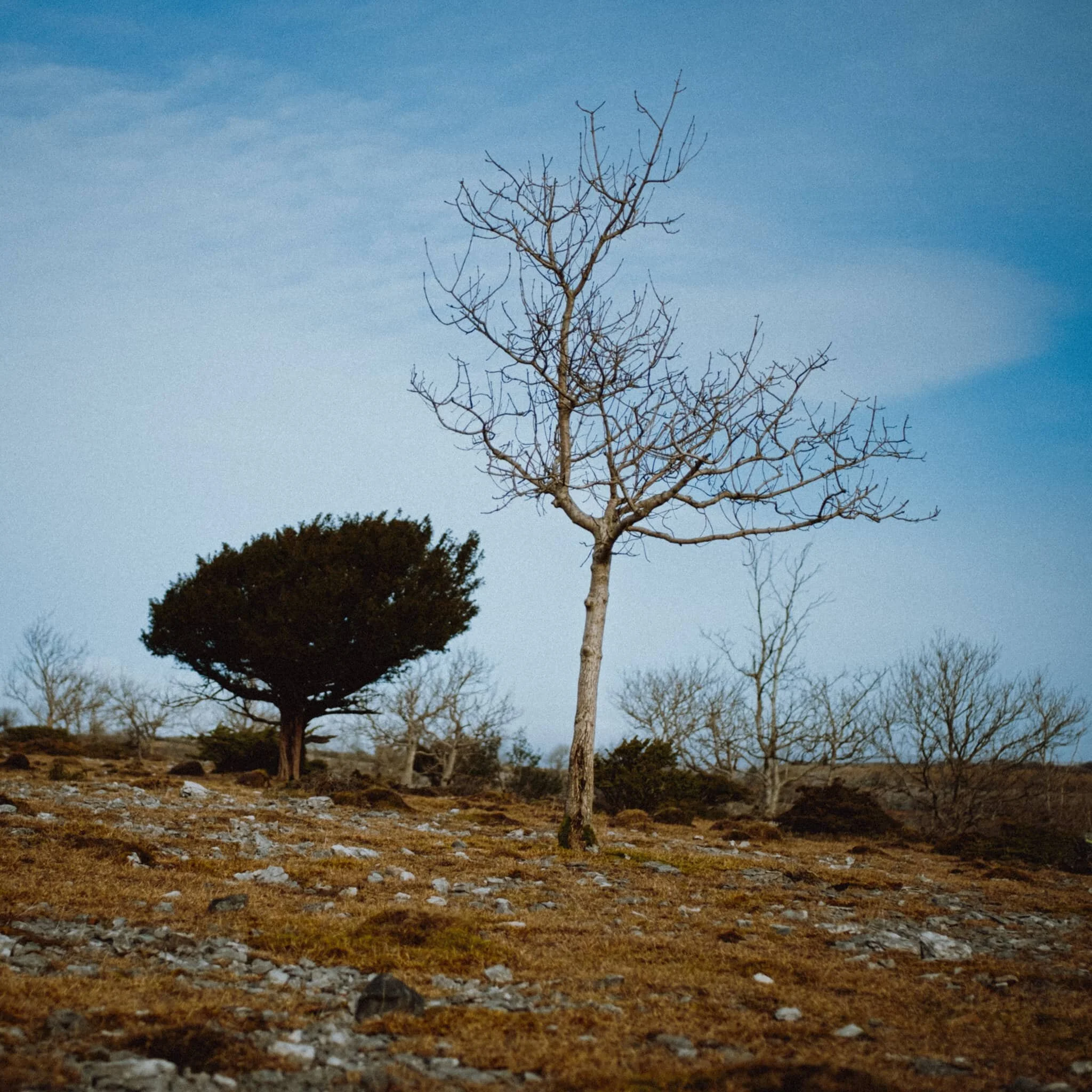  Beyond Helsington Laithes we crossed the fields near Warriner&rsquo;s Woods and made our way through Helsington Barrows towards the cliffs of Scout Scar.  