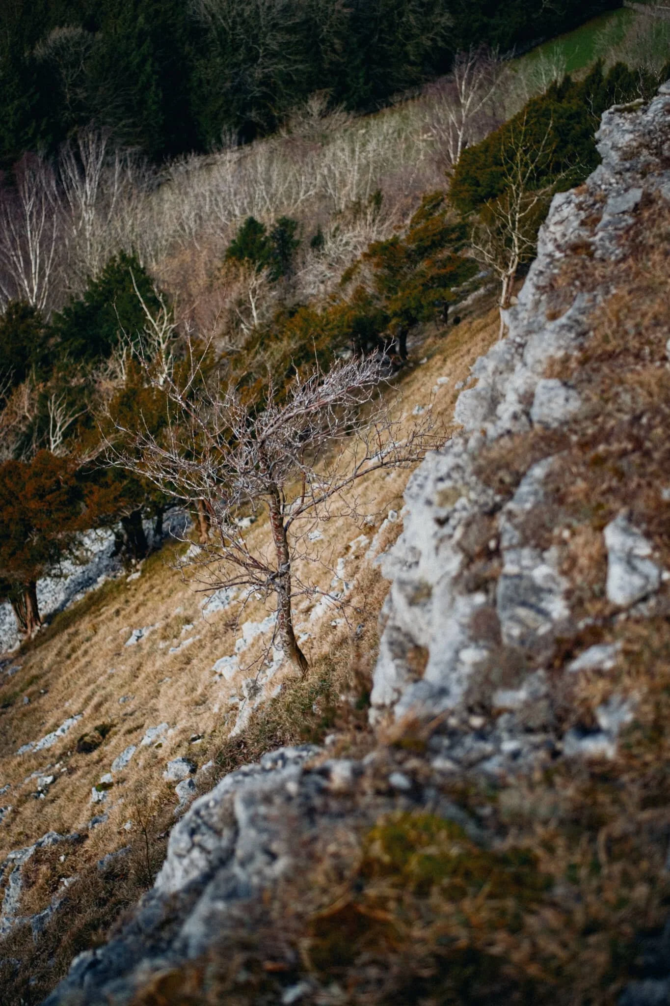  Up onto the cliffs of Scout Scar, where I first fell in love with Cumbria. I spotted this wee little tree making a life of its own down the steep cliffs of Scout Scar. 