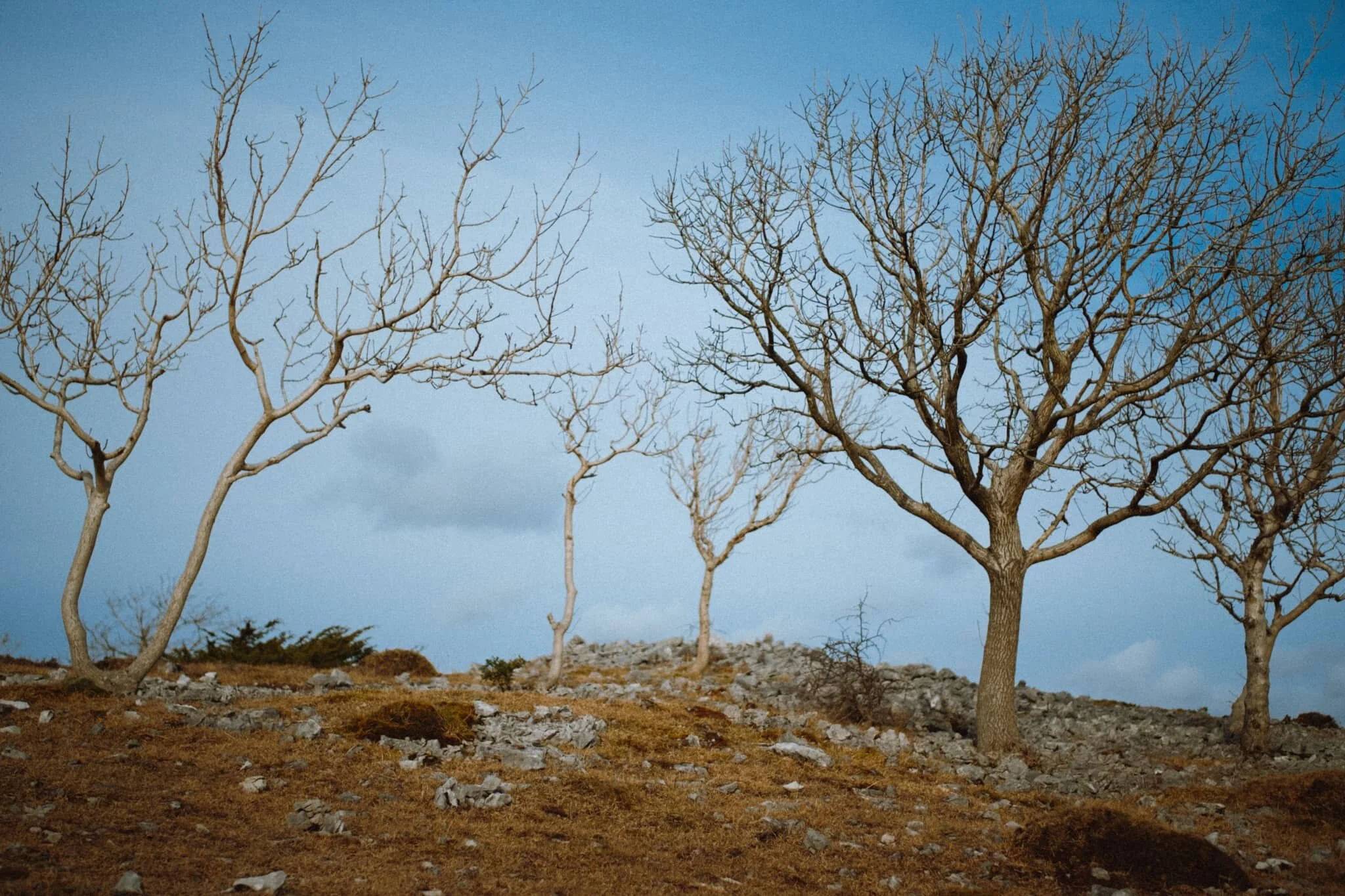  A challenge I enjoy doing on Scout Scar is finding interesting compositions involving the fell&rsquo;s naked ash trees. 