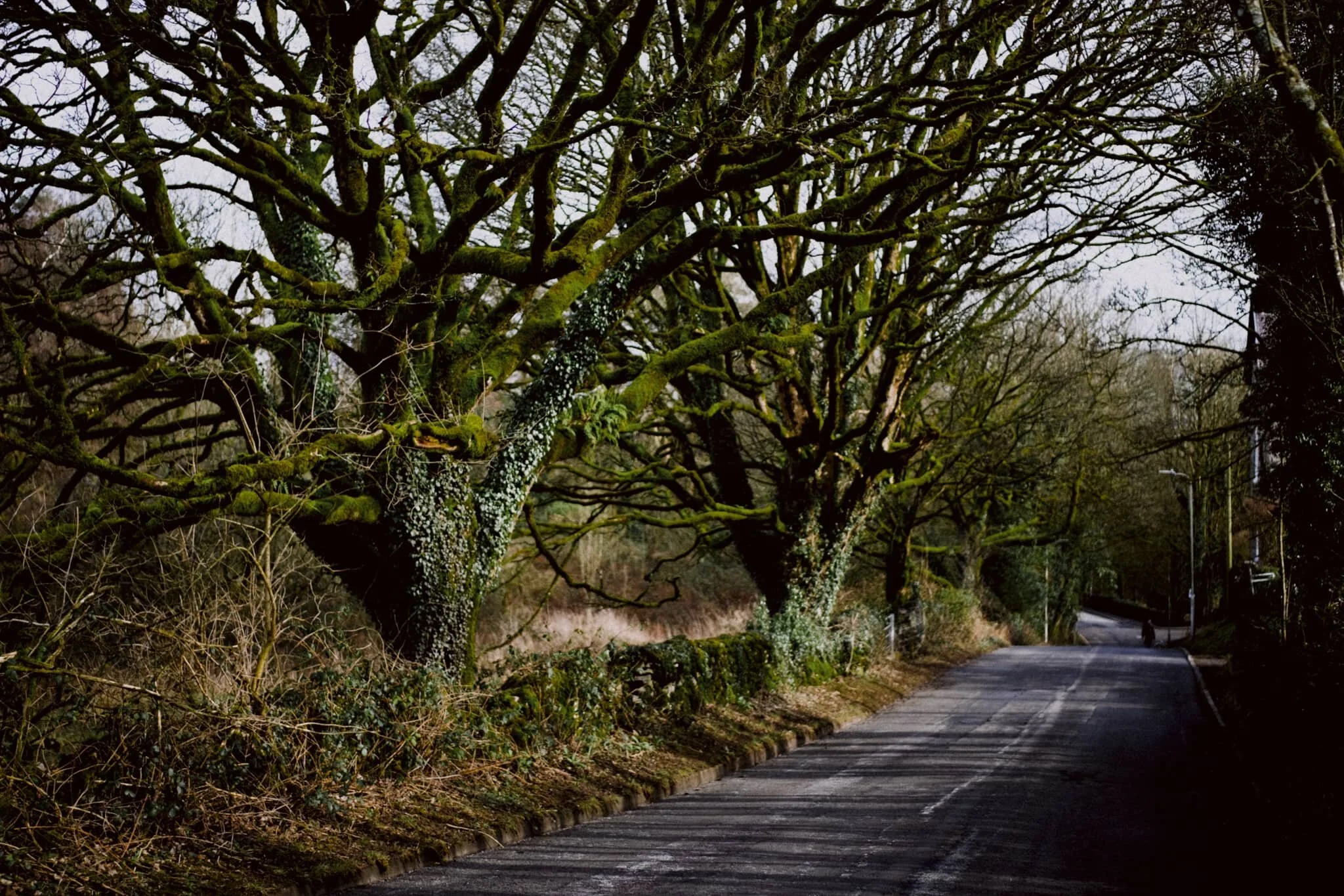  Heading back down Brigsteer Road there&rsquo;s a line of trees I love taking photos of, totally covered in moss and vines. 