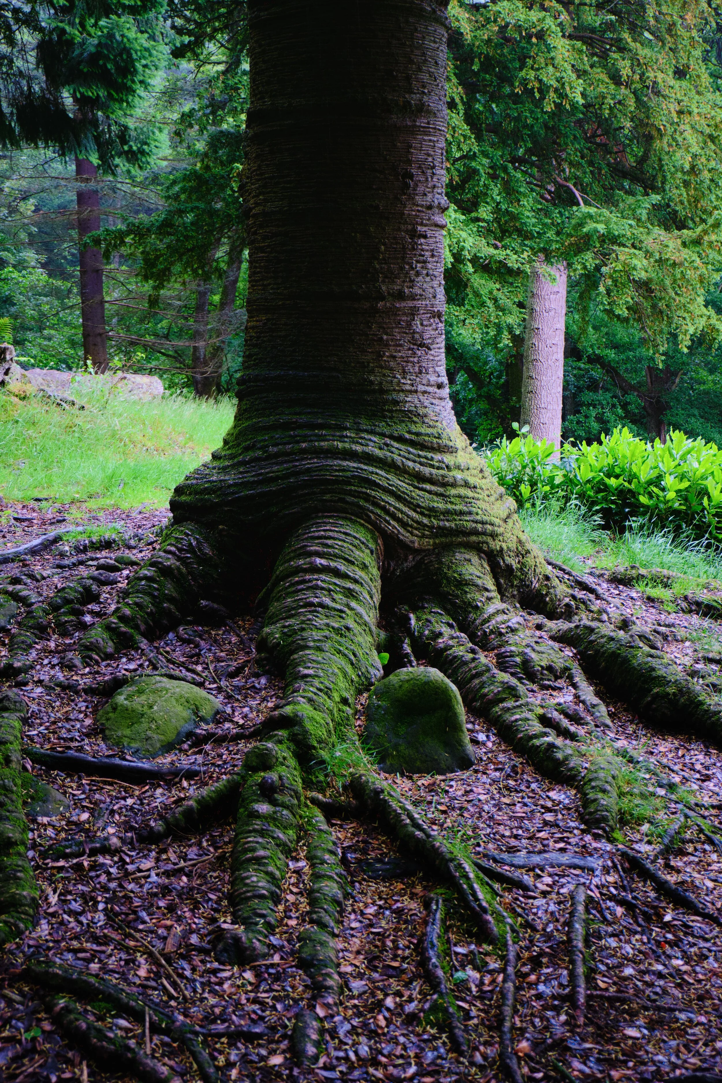  The trunk of a Monkey Puzzle tree ( Araucaria araucana ), looking like wrinkly &ldquo;skin&rdquo; that&rsquo;s sagging with age. 