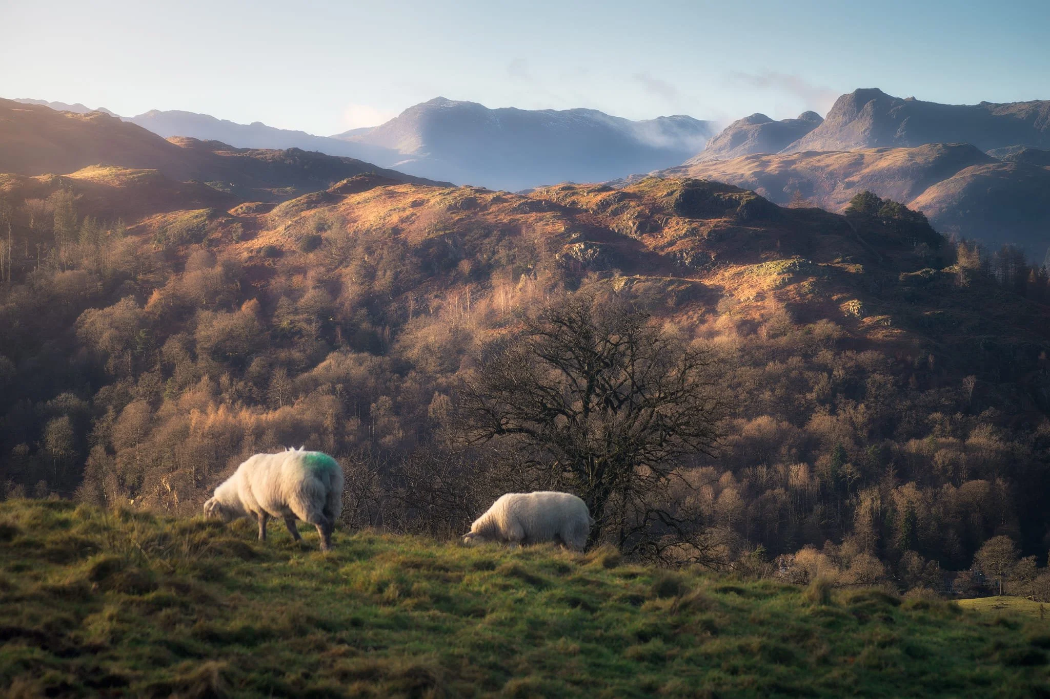  Lake District sheep get all the best views. 