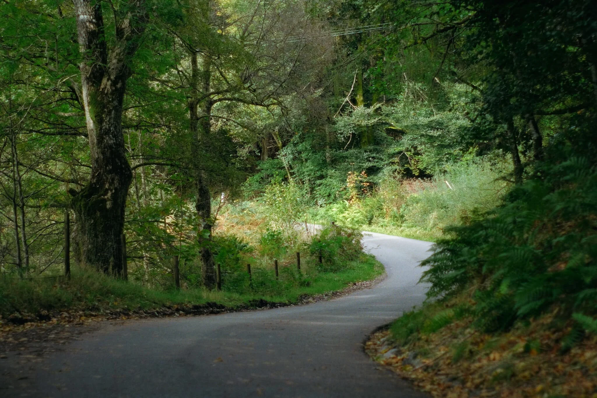  Like much of the Loch Lomond national park, Balquhidder Glen is well-forested and the tree coverage is growing all the time. 