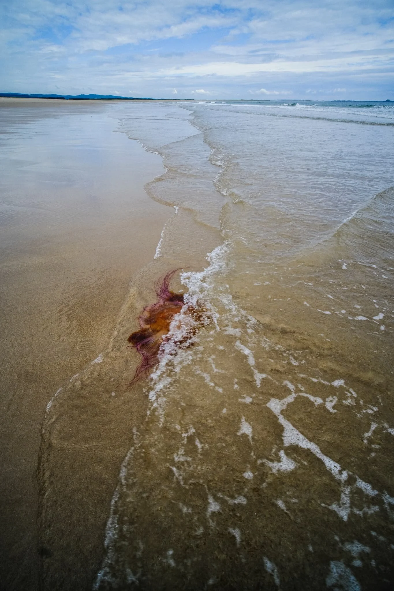  One reason on this day not to venture into the sea for a paddle or a swim: jellyfish. No thanks. 