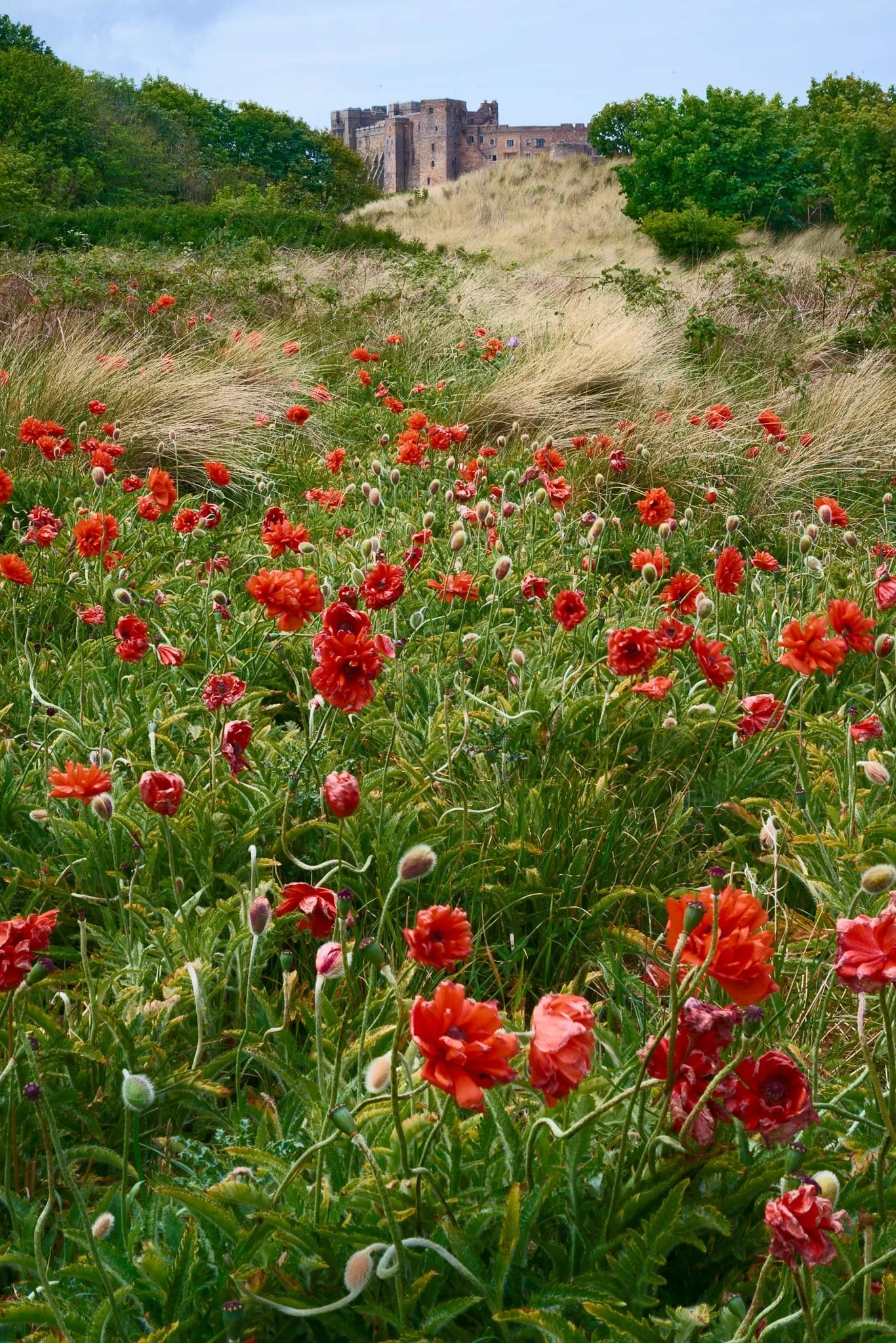  On another visit to Bamburgh Castle, we stopped off at its southeastern side to explore more dunes, which included this beautiful field of poppys. 