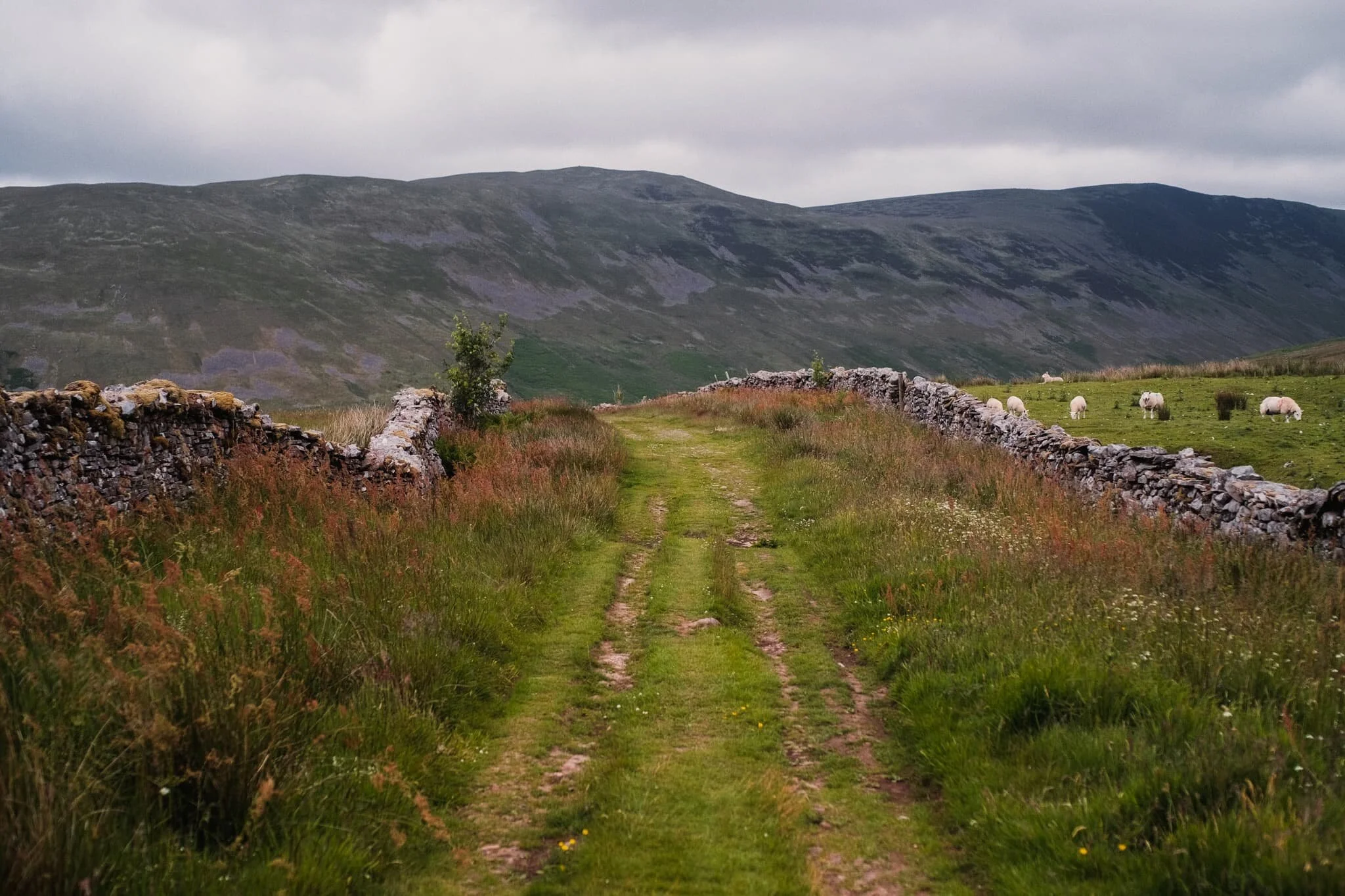  The top of the trail between Bullpot and Barbondale. Damp, fecund, and full of flies. 