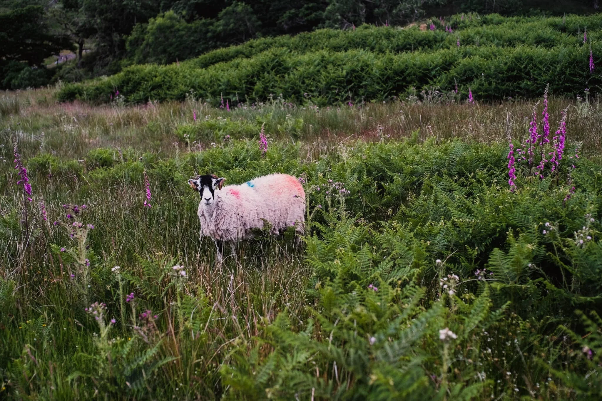  A curious Swaledale ewe pauses her meal to ensure I&rsquo;m not a threat. 