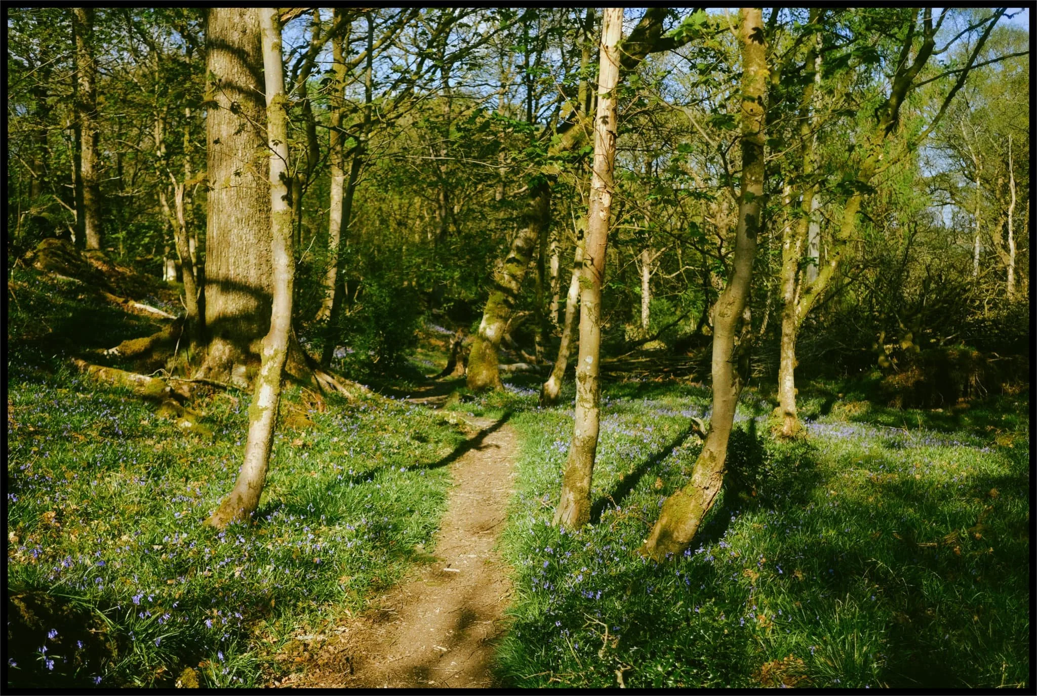  The way into the woodland is clear and immediately we can see that the bluebells were out. 