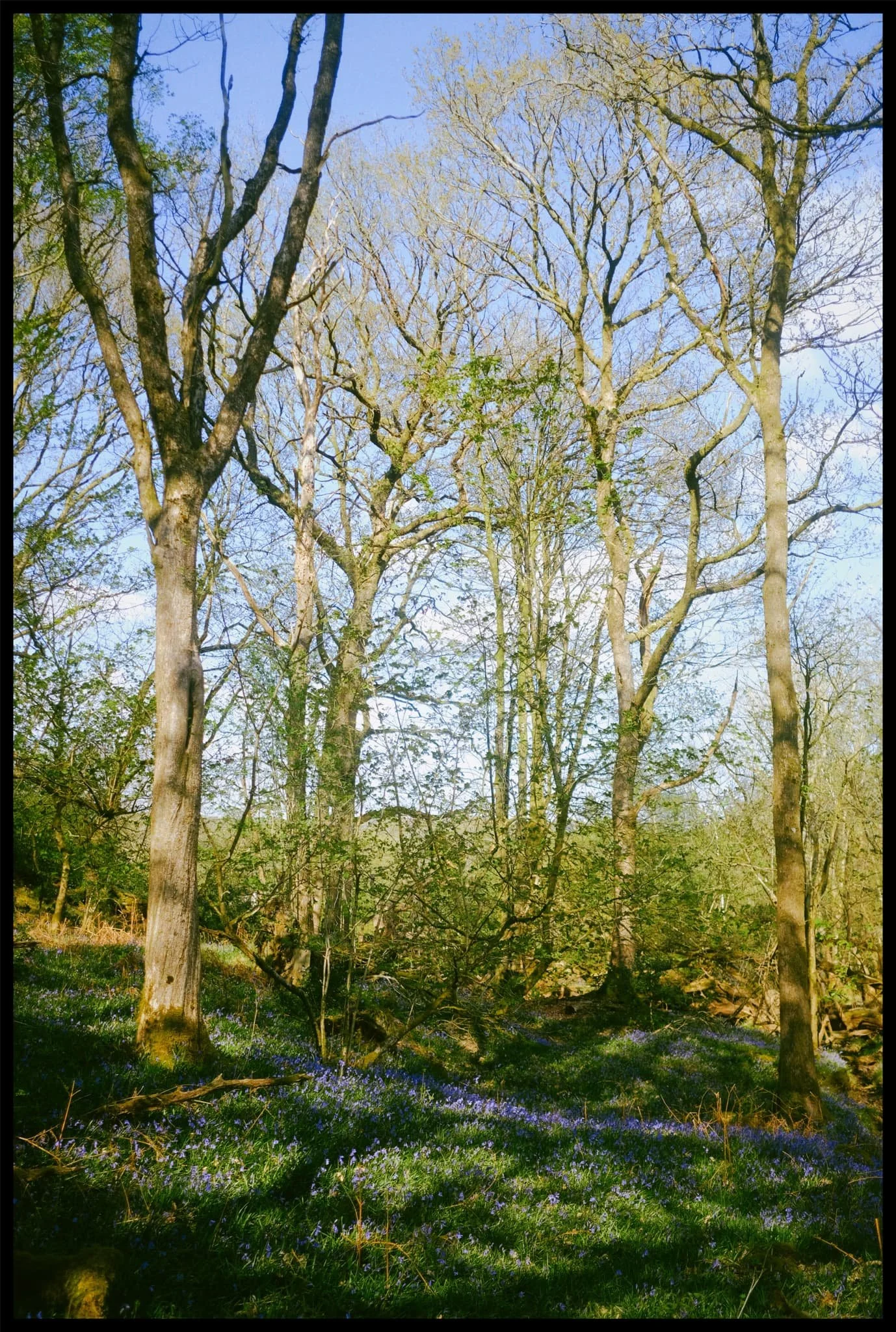  Two trees share a trail of bluebells between them. 