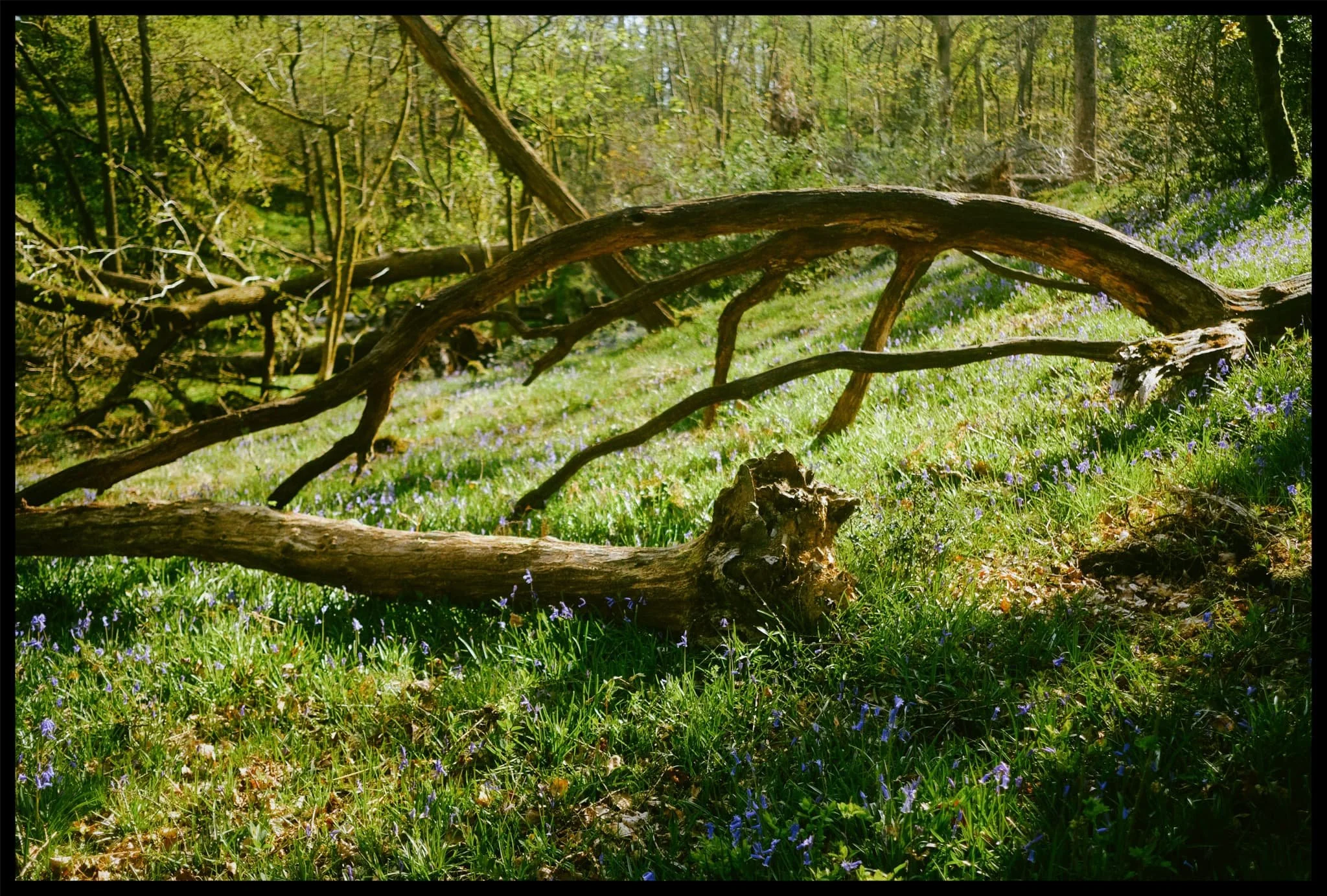 Fantastic shapes, like two dancers in the sunlight. 