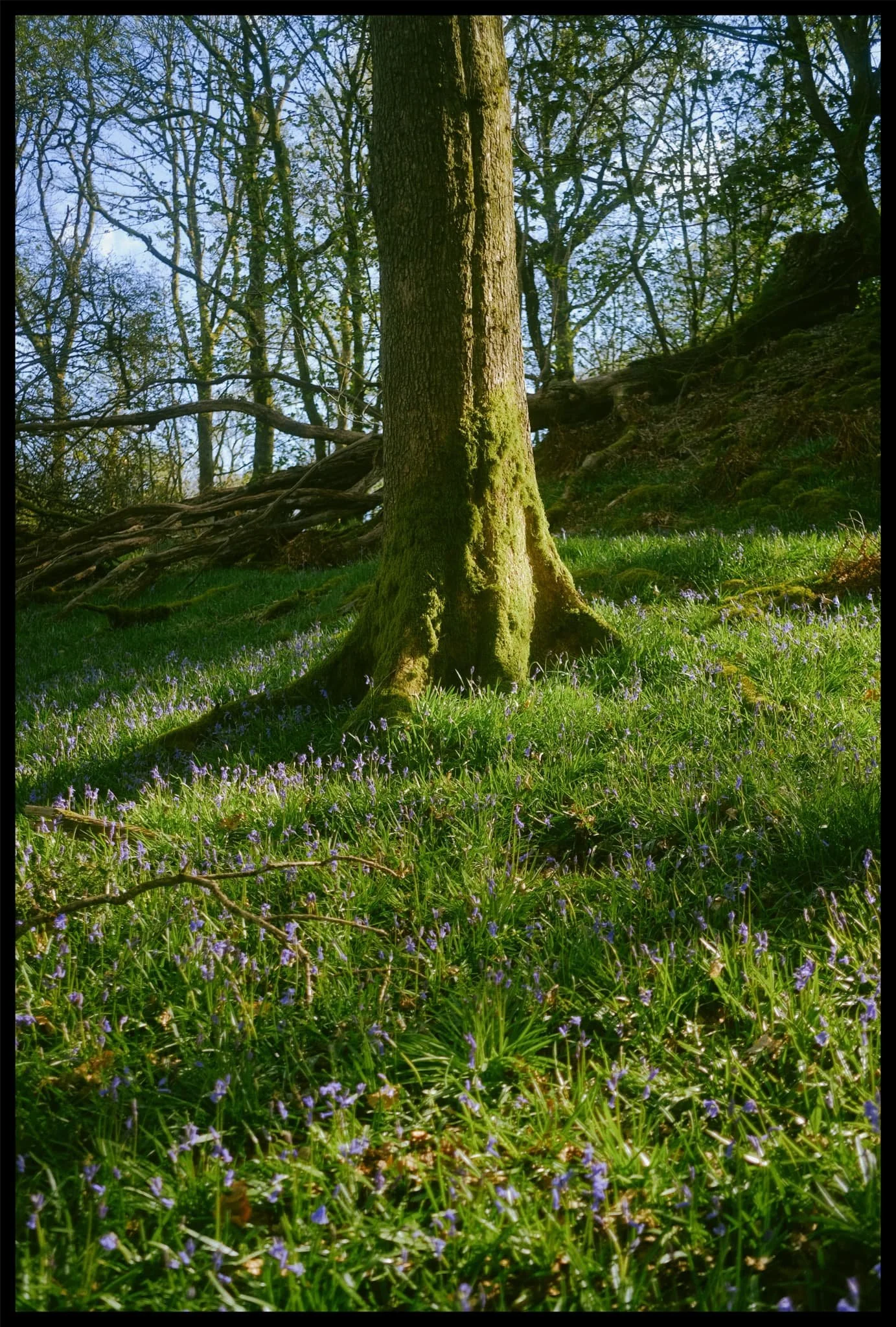 There&rsquo;s so many more bluebells to come in the next couple of weeks. 