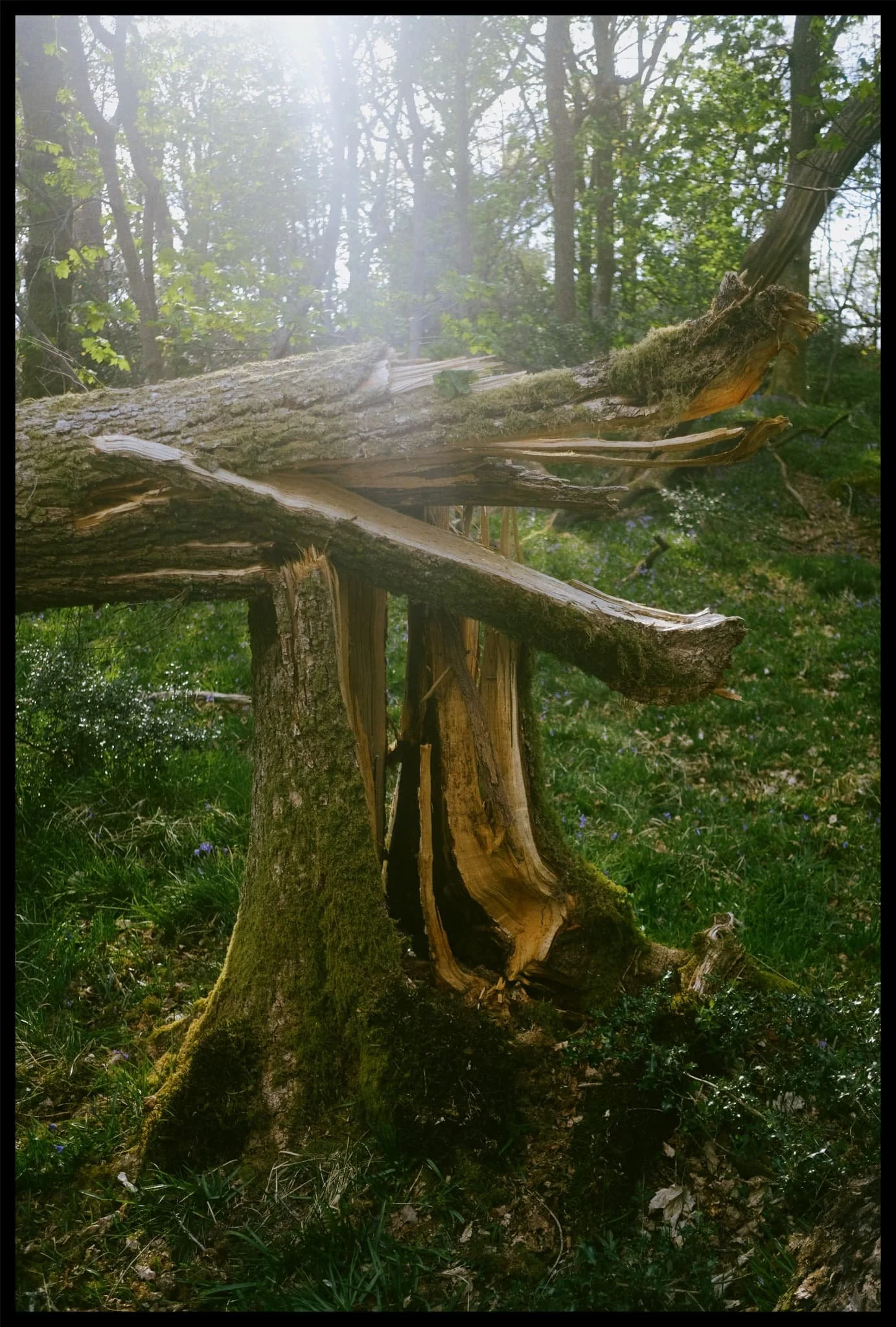  Torn in half. The sheer force of Storm Arwen. 