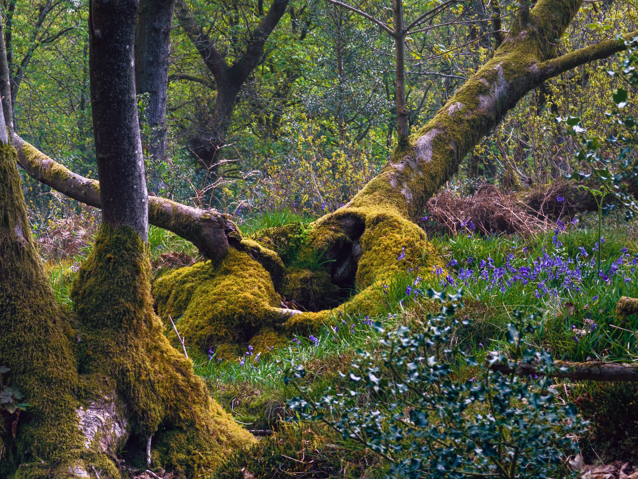 There’s something about moss-covered trees that gives me ancient eldritch unspoiled vibes.