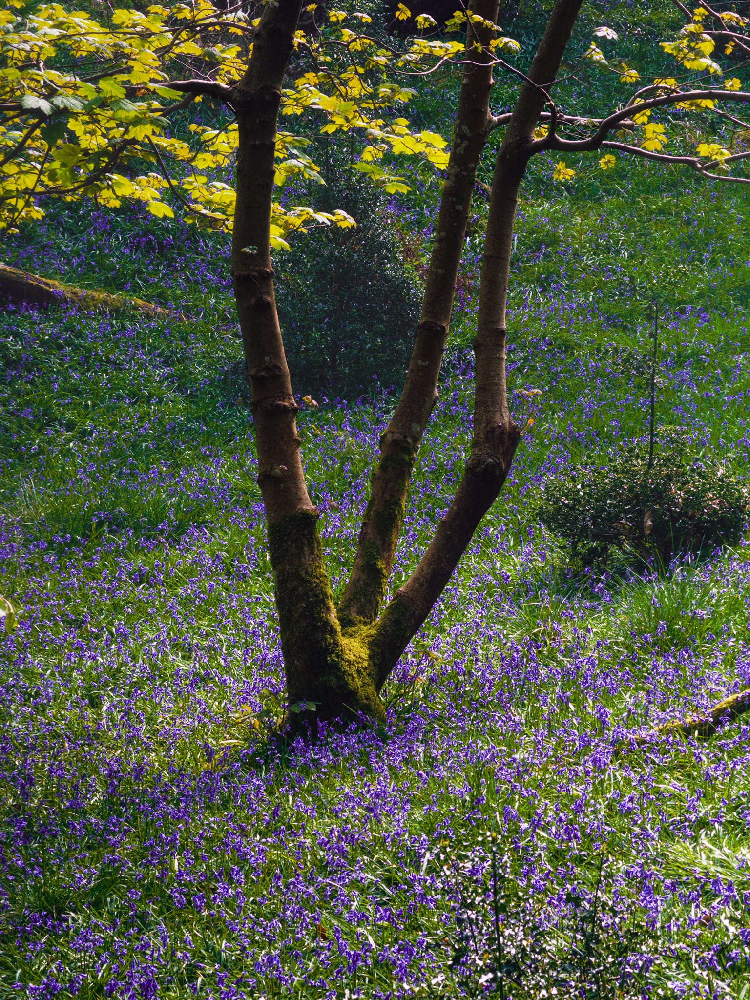 This tree, cast in harsh shadow and light, put me in mind of a dancer striking a pose.