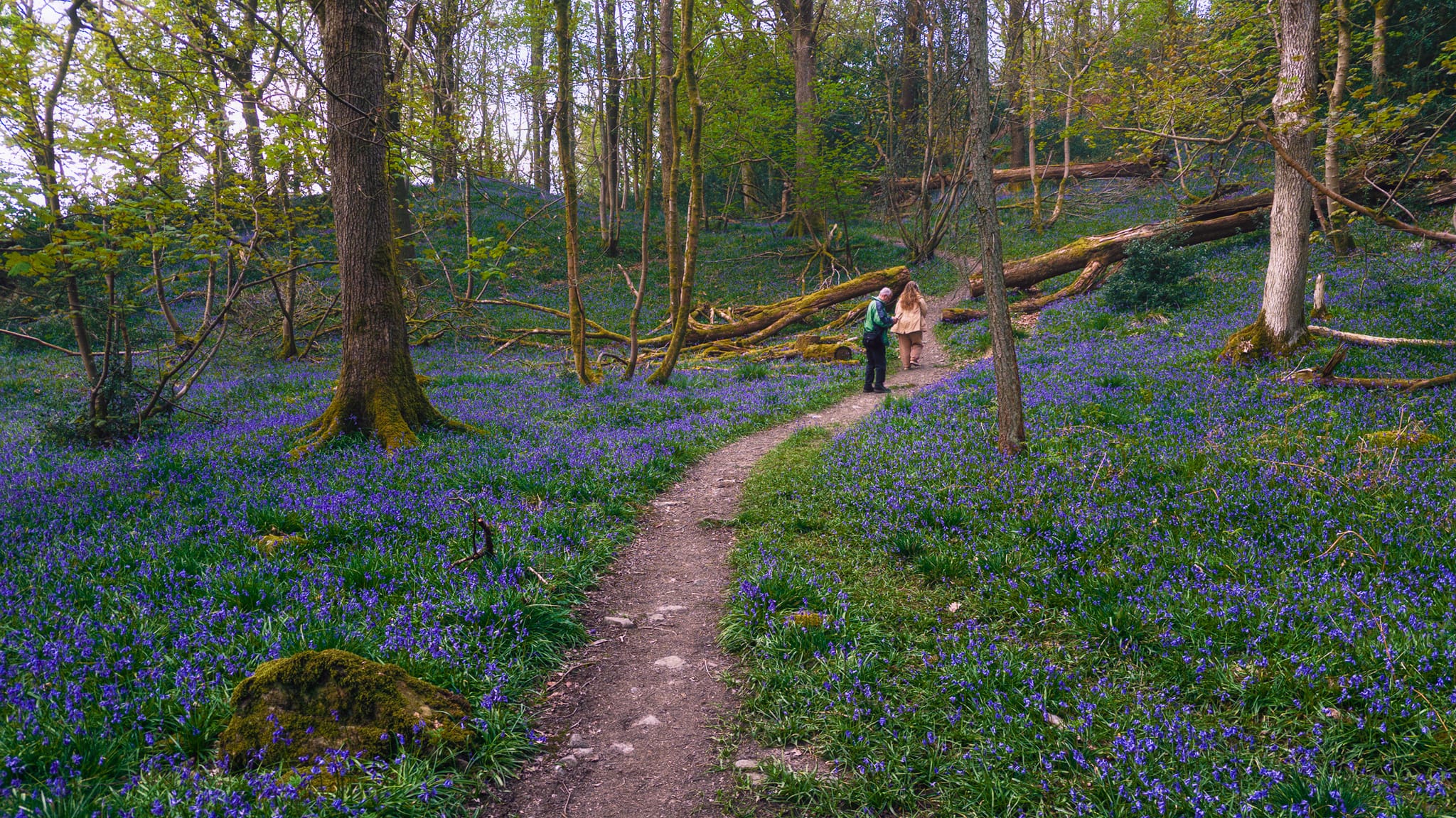 Lisabet and me Dad stride on ahead, providing me and viewers with a sense of scale against all the trees and the volume of bluebells.