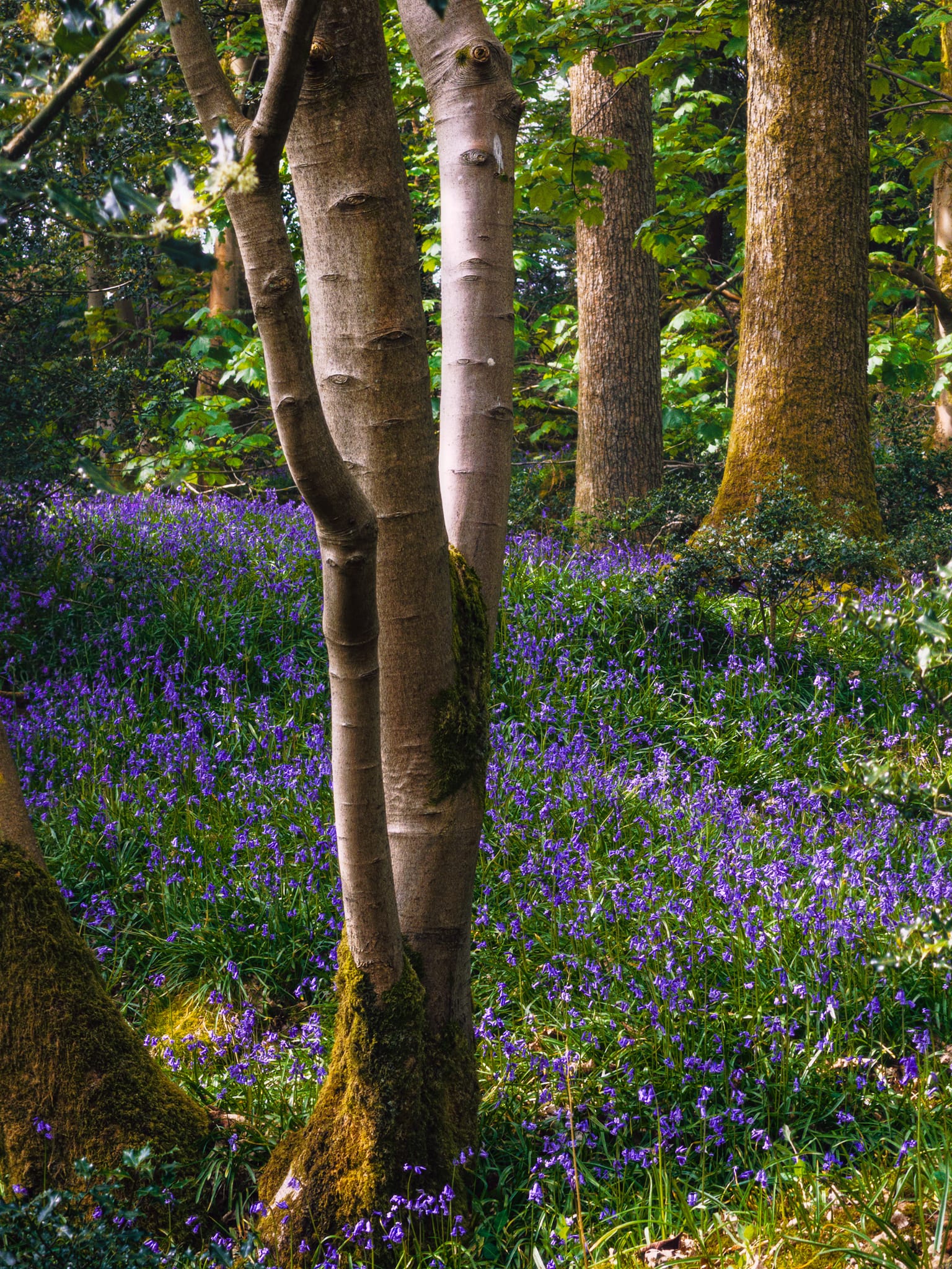 My final shot of the day. Not only my favourite of the day, but probably my favourite bluebell photo ever.