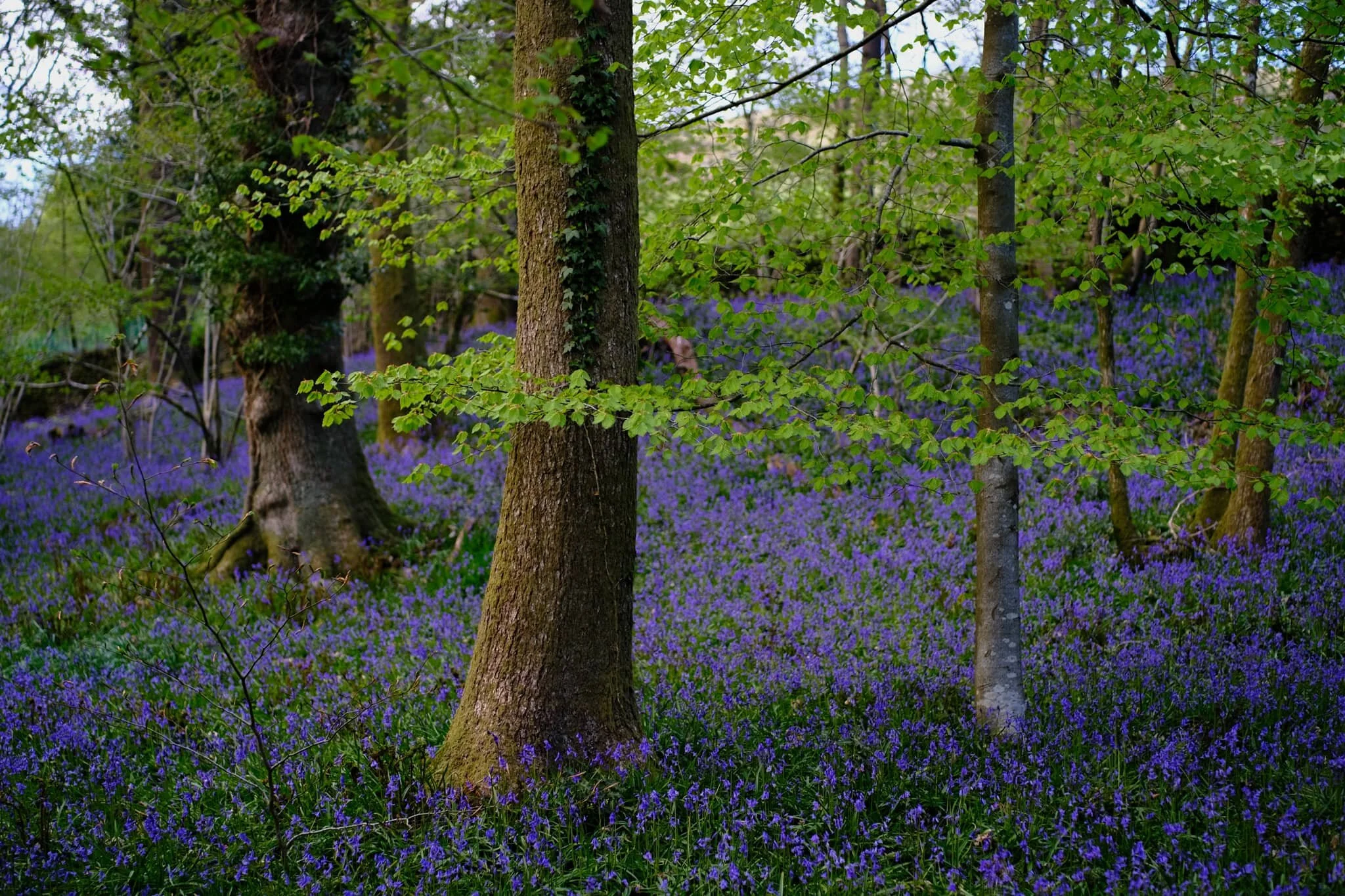  A jaw-dropping scene, and Velvia did a wonderful job capturing all of colours and tones. One of the finest displays of bluebells I&rsquo;ve ever seen. 