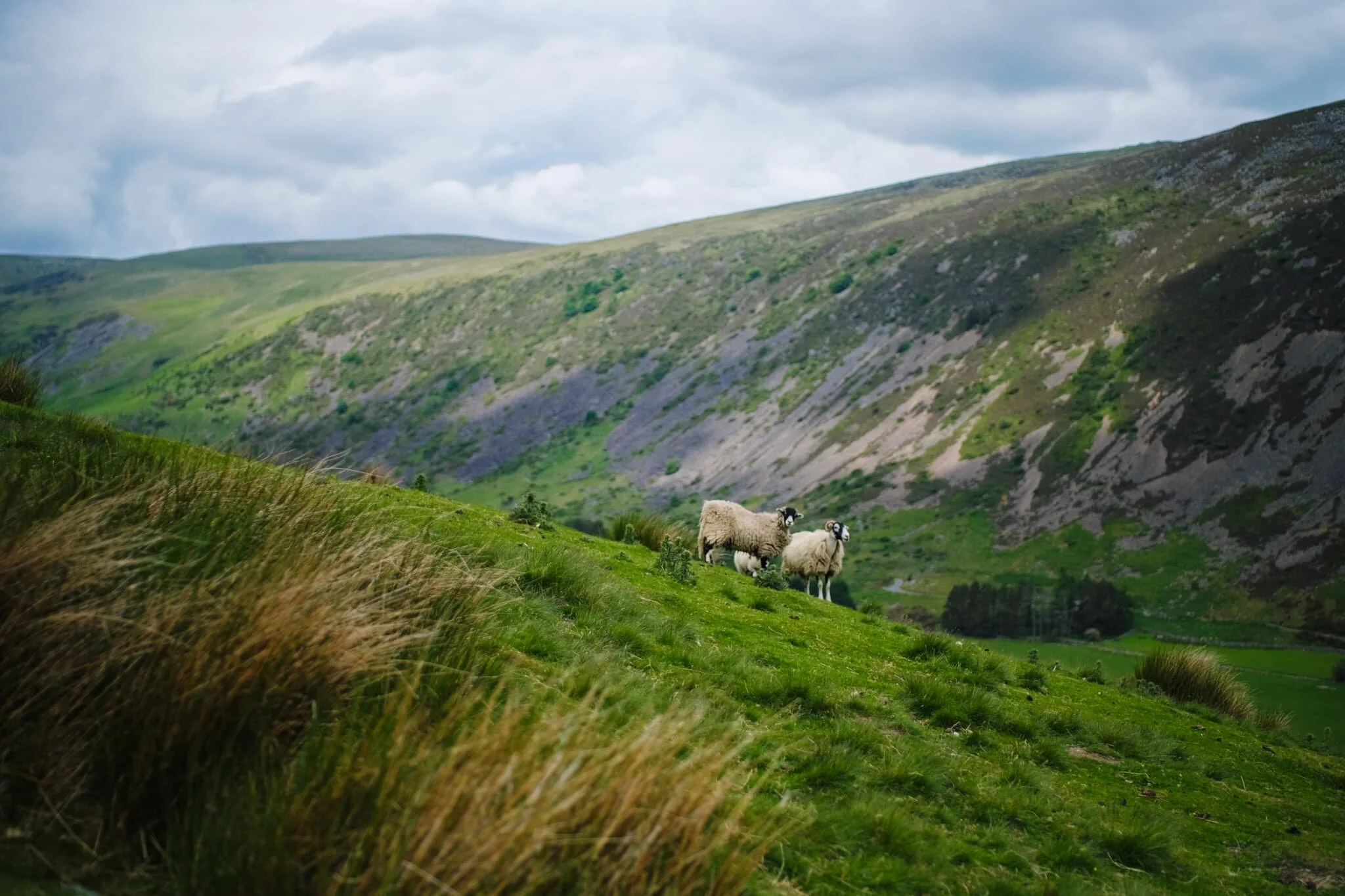  Plenty of Swaledale ewes about in Mosedale, with their spring lambs getting to know the valley and the fells. 