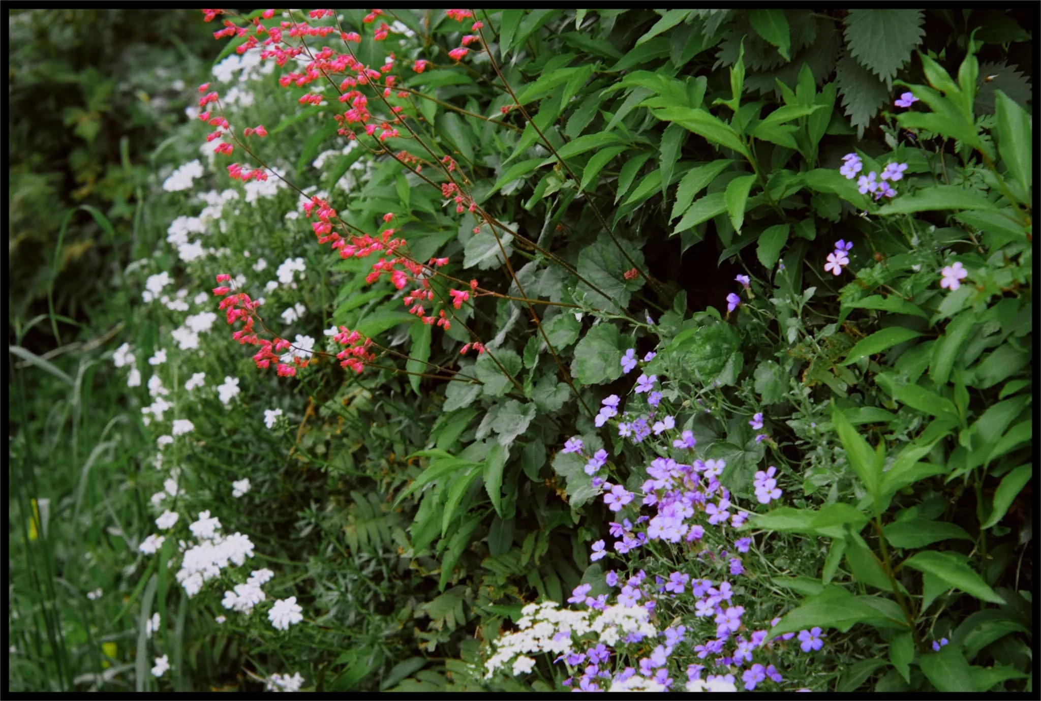  Everywhere is exploding in colour and wildflowers. 