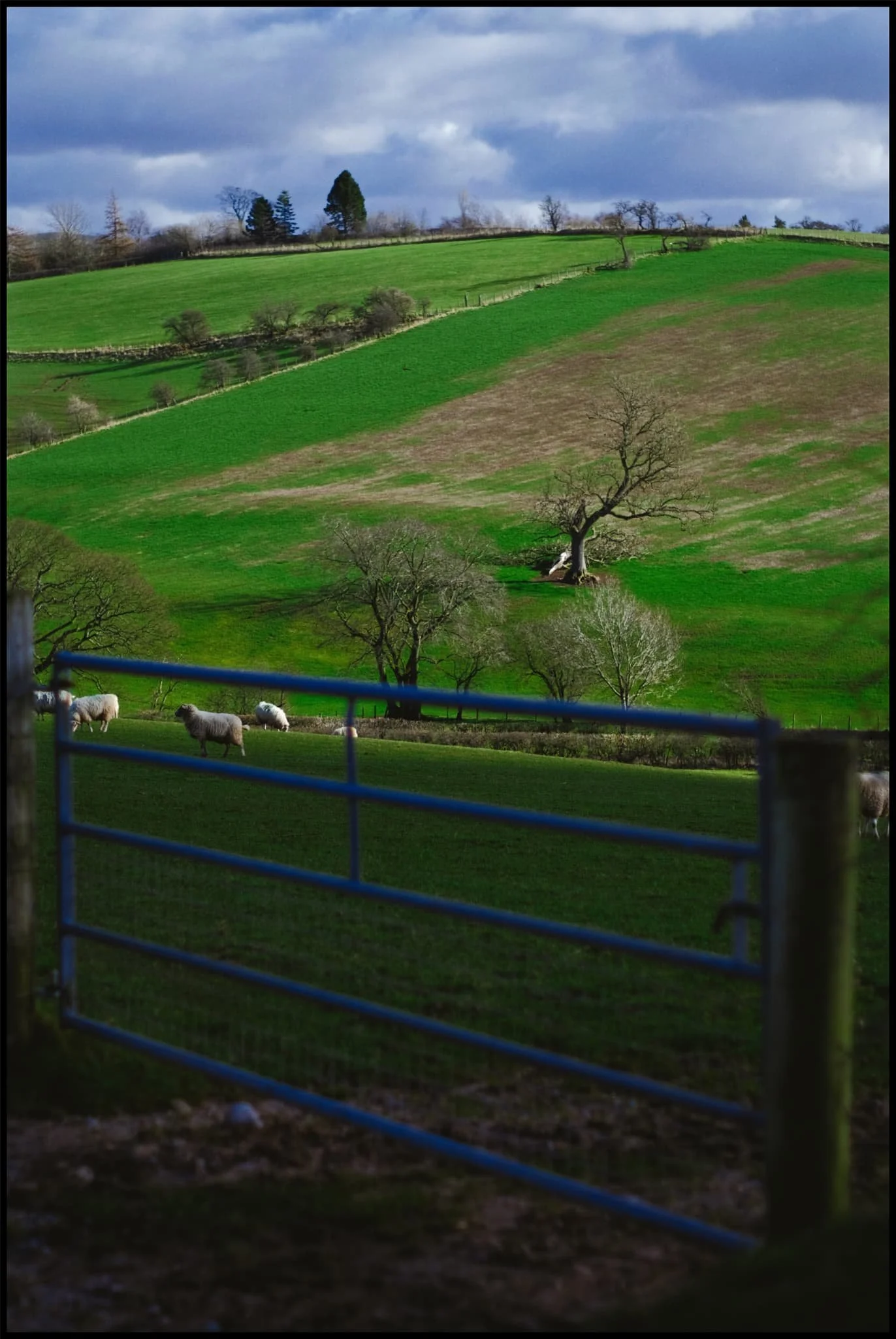  The fields will soon fill up lambs once again. 