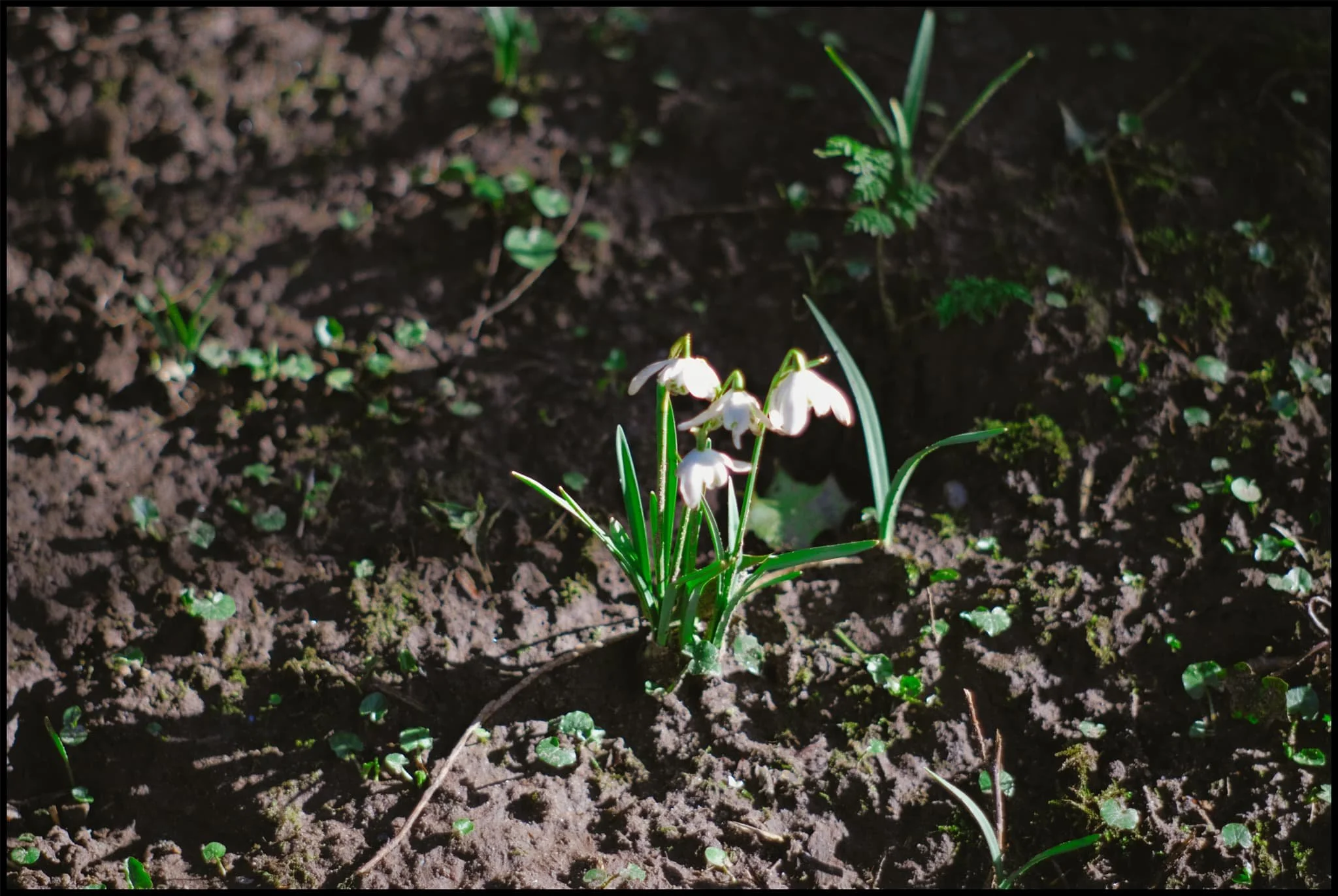  Spring is on her way. 