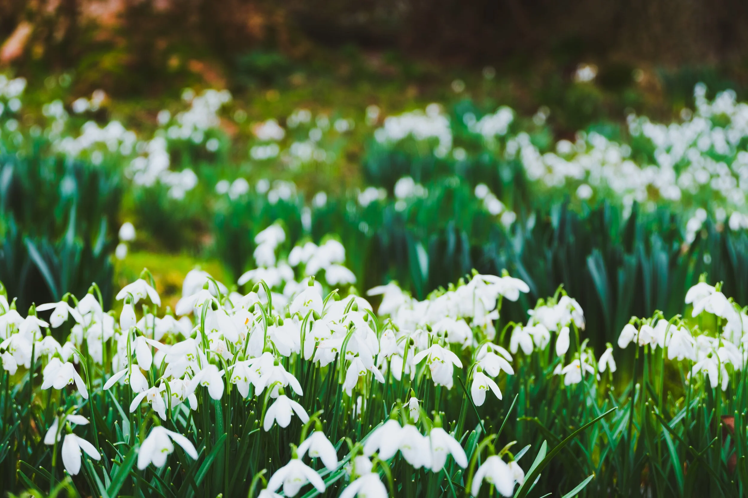  Snowdrops,  Galanthus nivalis . To my mind, the first sign that spring is on its way. 
