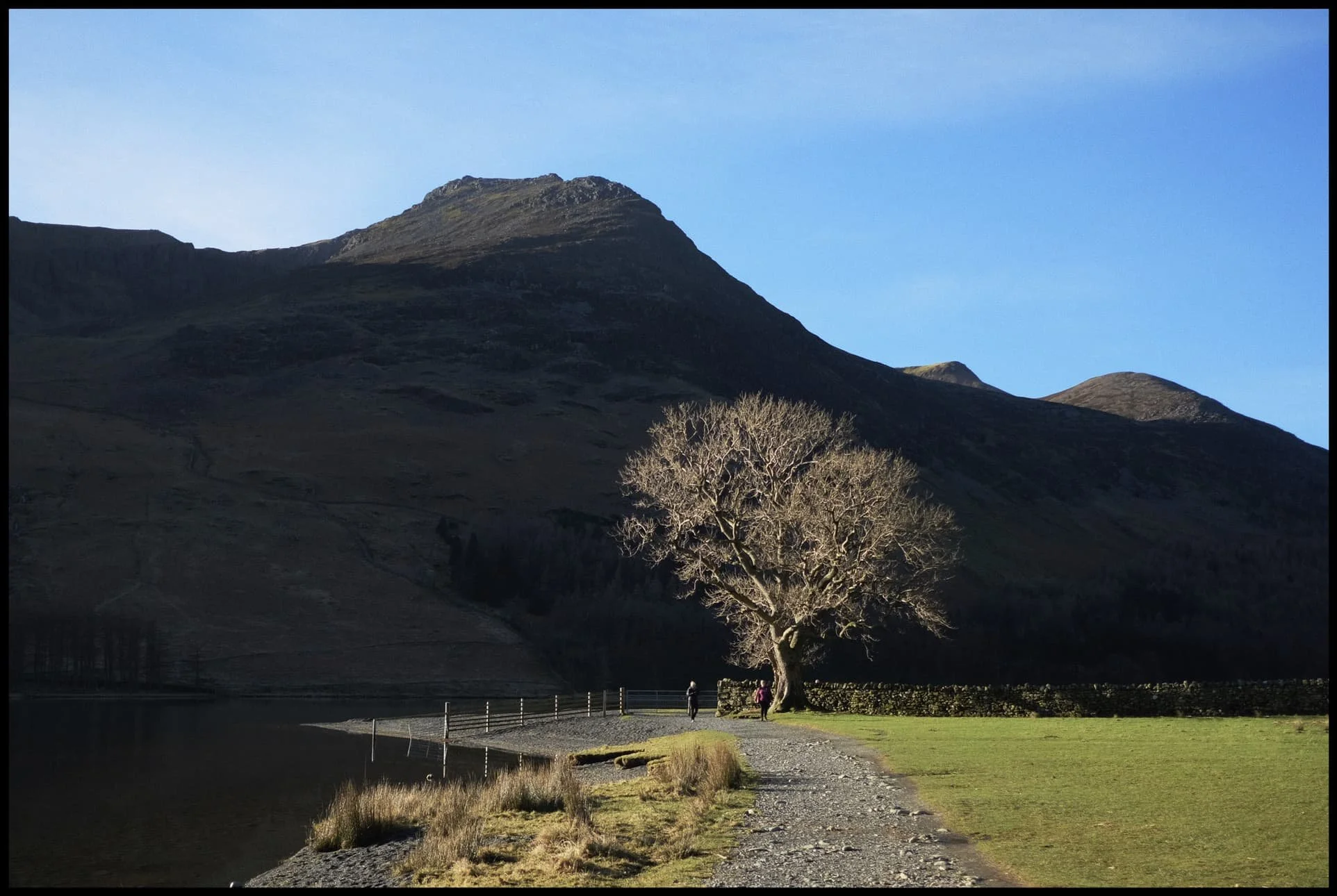  A lone tree along the northeastern shore of Buttermere catches the light, a contrast against the deep shadows of the High Stile range. 
