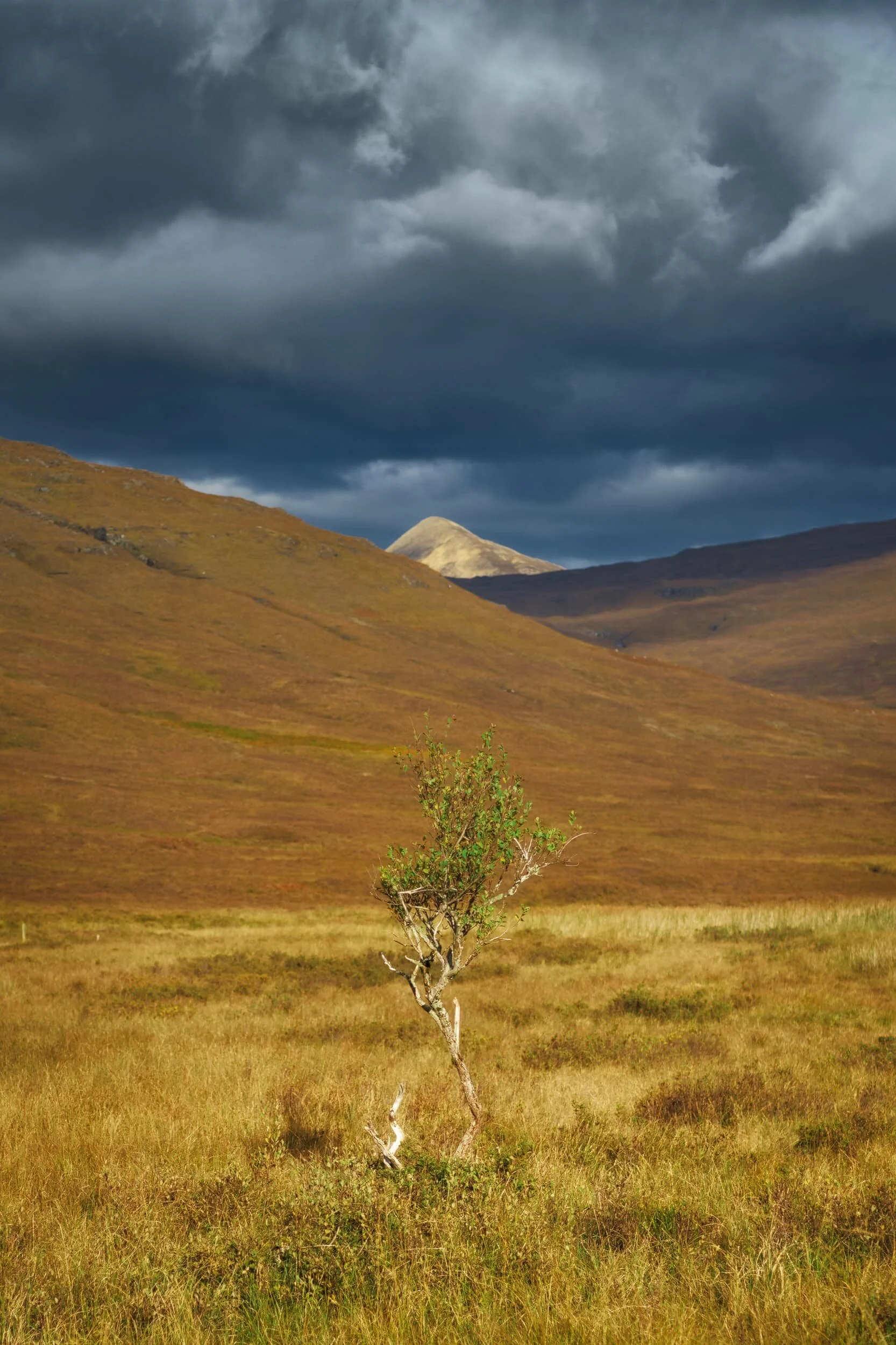  As we made our way back to the car at Kirkibost the clouds got angrier and occasional spits of rain signalled the end of our luck with the light and weather this day. However, another burst of light from behind us illuminated this solitary tree, which I lined up with the pyramid peak in the distance that was also catching the light. 