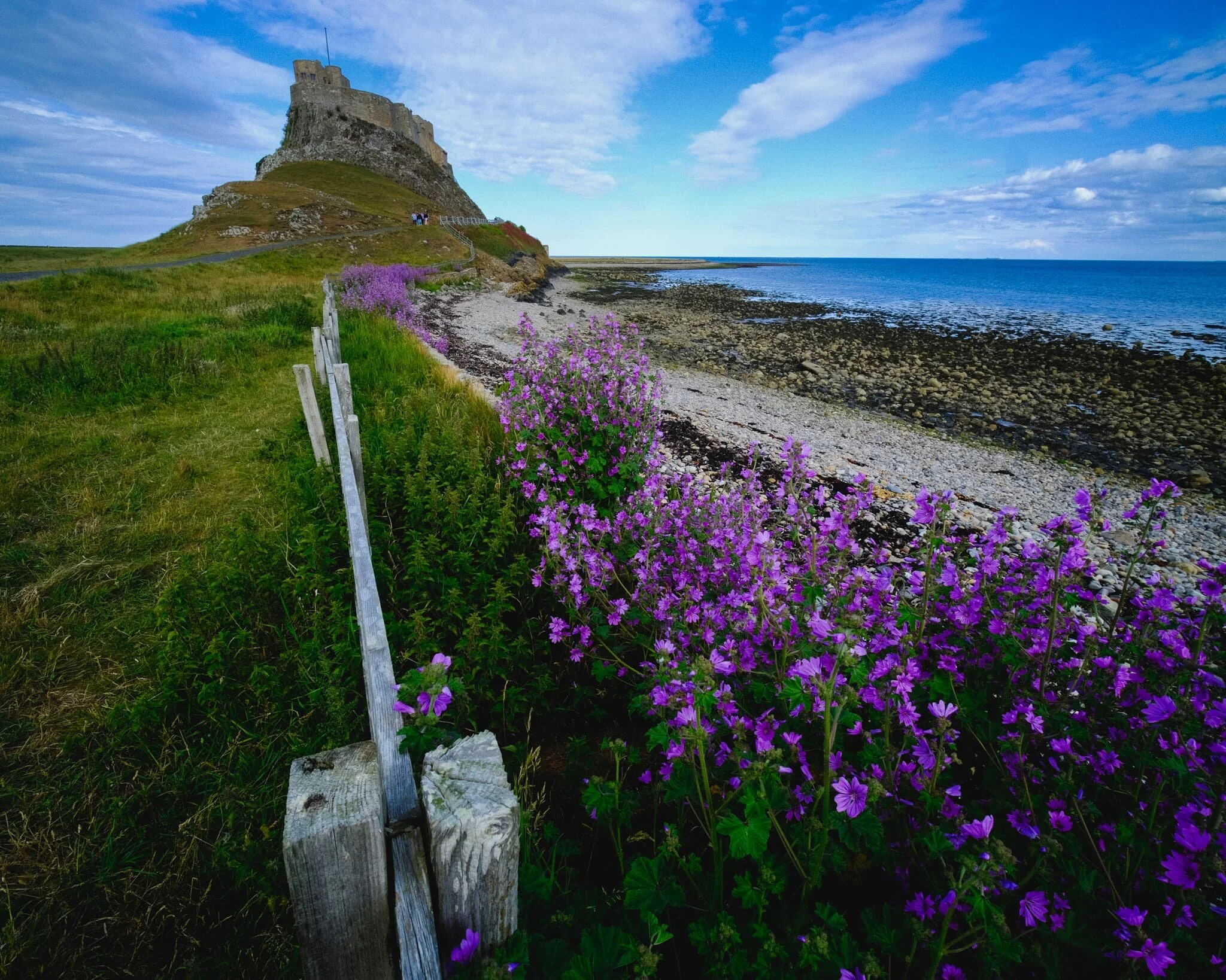  Well this was a lovely find on the way to Lindisfarne Castle! A vibrant crop of common mallow ( Malva sylvestris) , providing wonderful foreground interest in this composition of Lindisfarne Castle. 