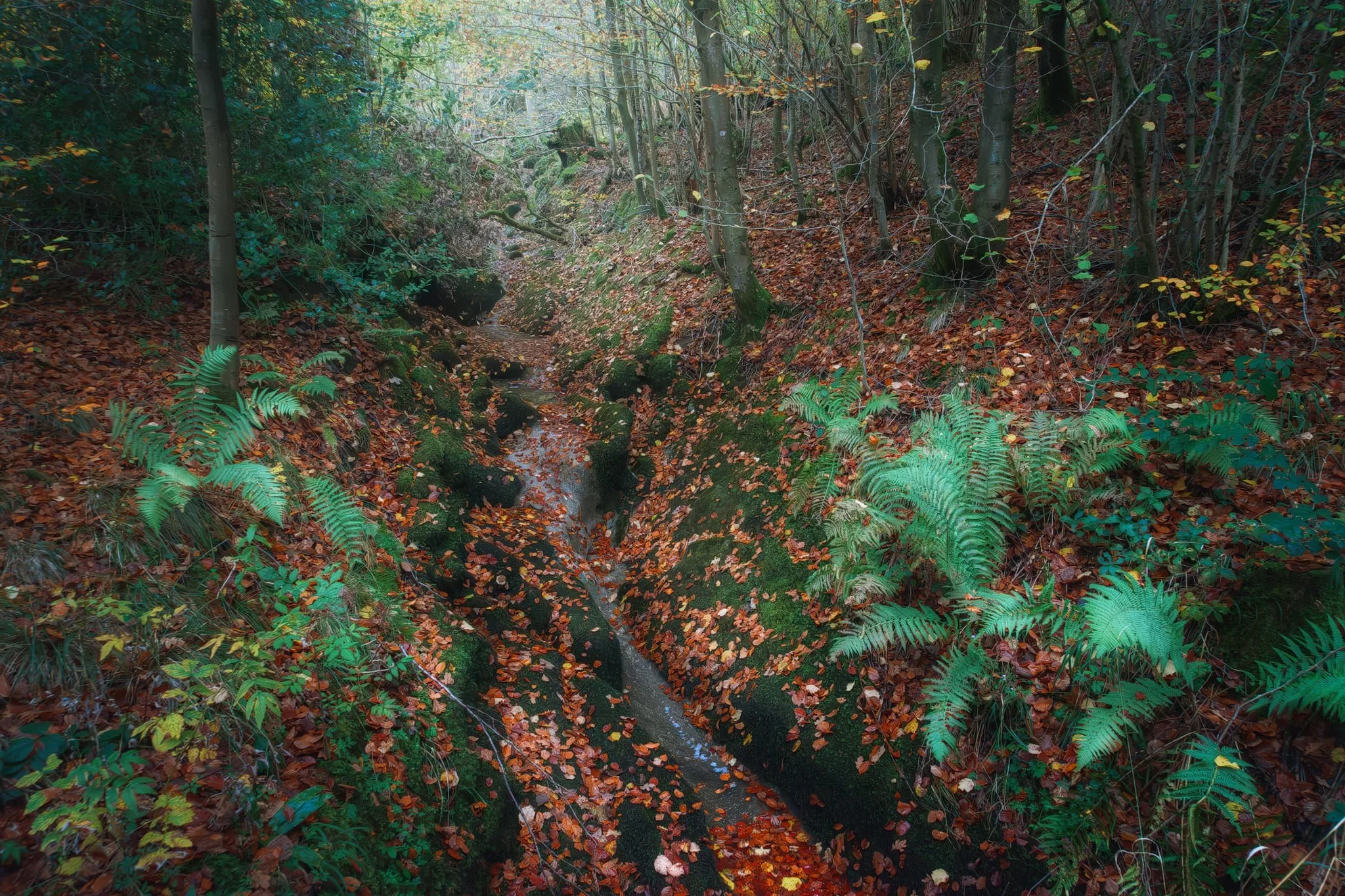  A small beck off the trail highlights the variety of geology present in and around Clapham. The valley of Clapham Beck has cut through the limestone, present in much of the Yorkshire Dales, and into the underlying Ordovician basement rocks. These enable soils that are acidic, not alkaline like those on the limestone. 