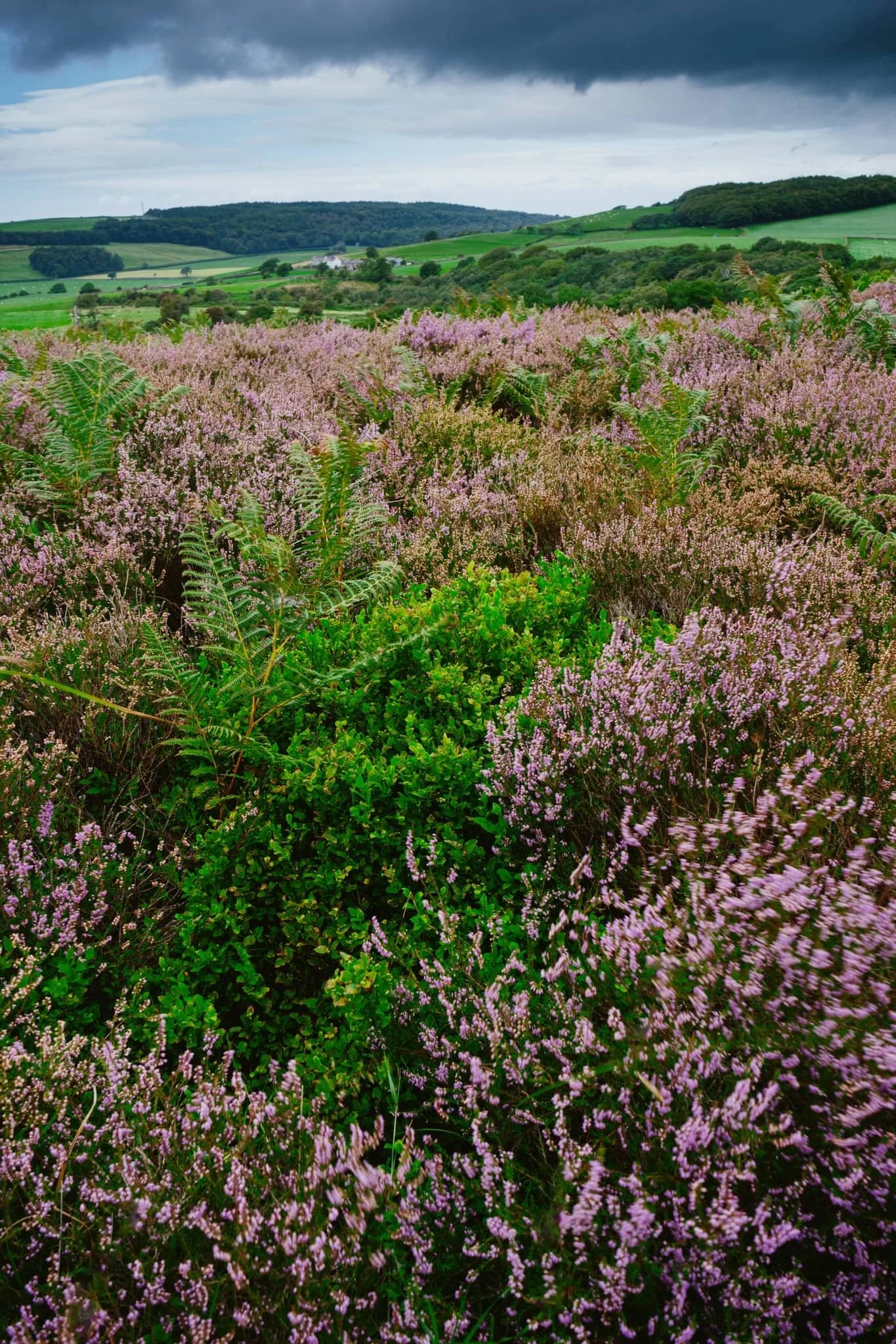  Miles upon miles of heather moorland give way to the lower folding valleys near Quernmore. 