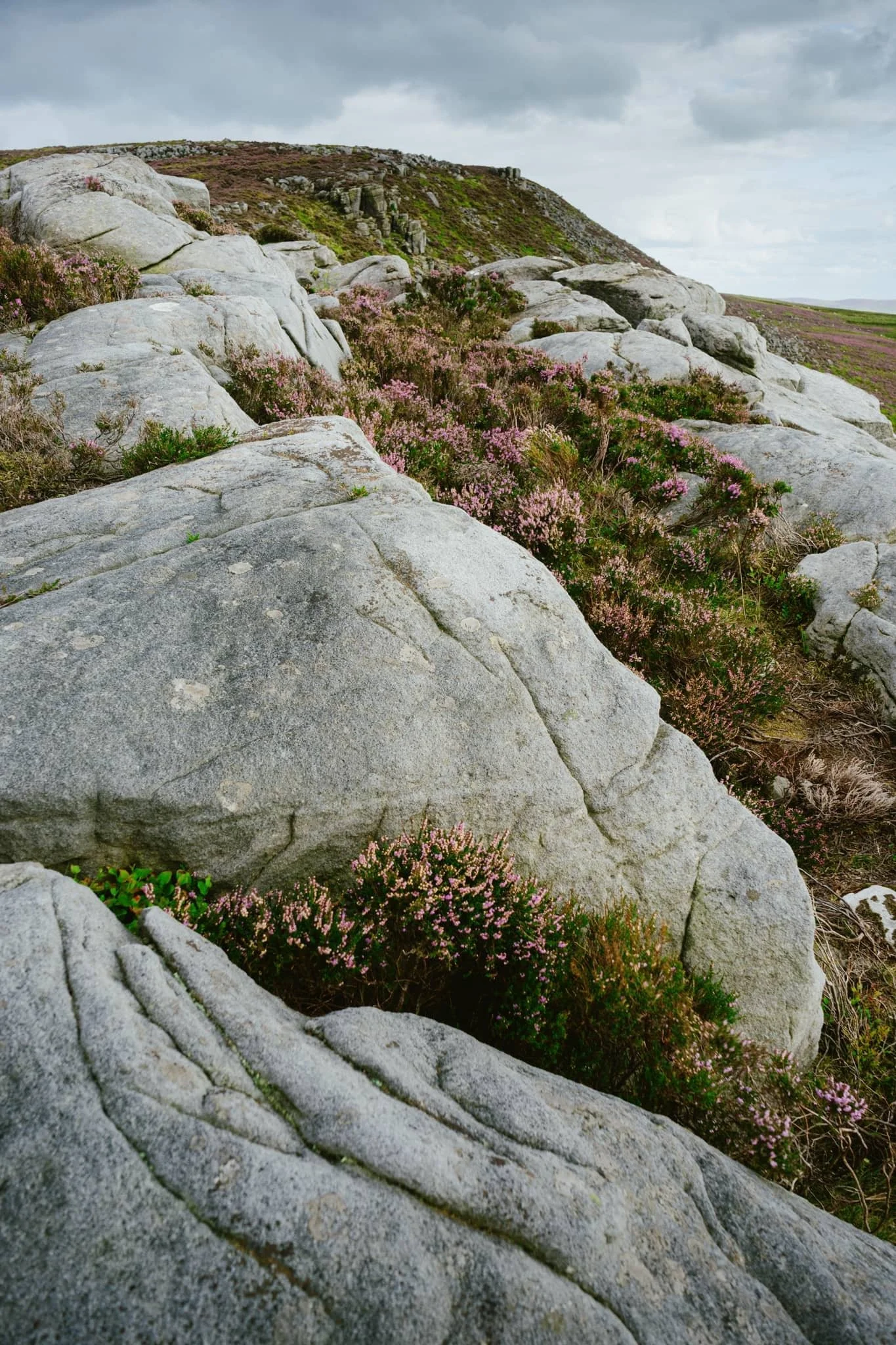  100 m or so below the summit of Clougha Pike, a patch of smoothed gritstone boulders interspersed with heather provide me with another tasty composition. 