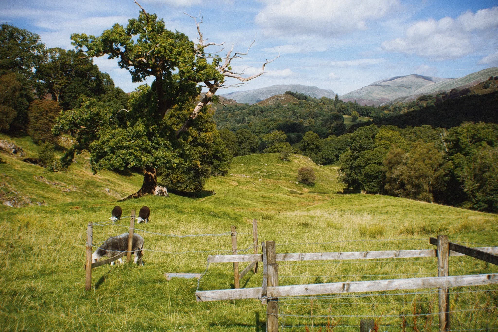 Colwithforce_Small 10