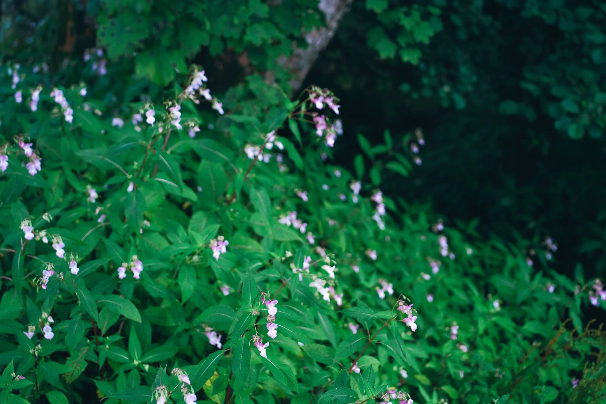  Near Low Park we spot a good clump of  Impatiens glandulifera , or Himalayan Balsam. It is considered a highly invasive species. 