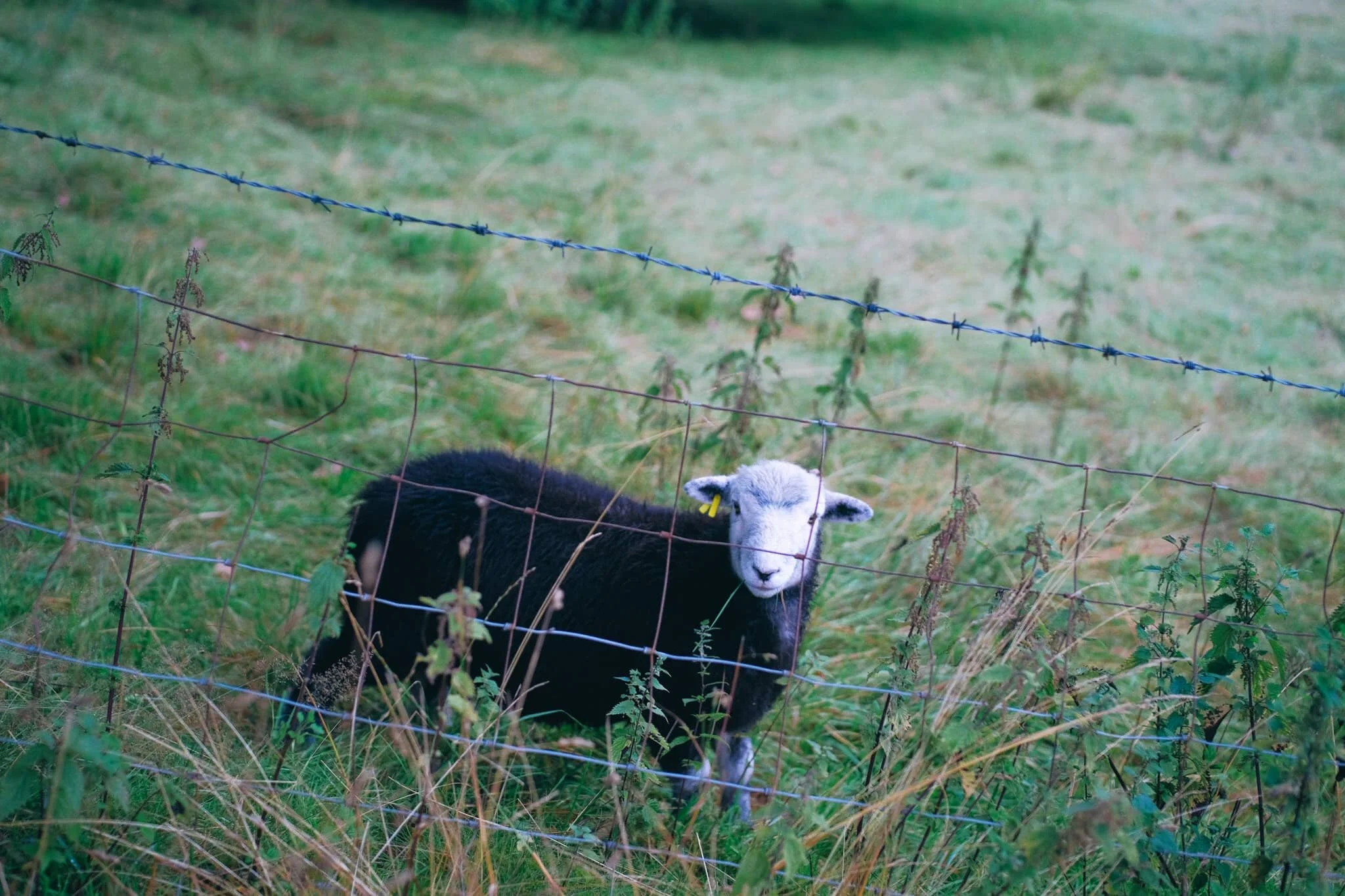  This year&rsquo;s Herdwick tup lamb, just starting to grow its horns. 
