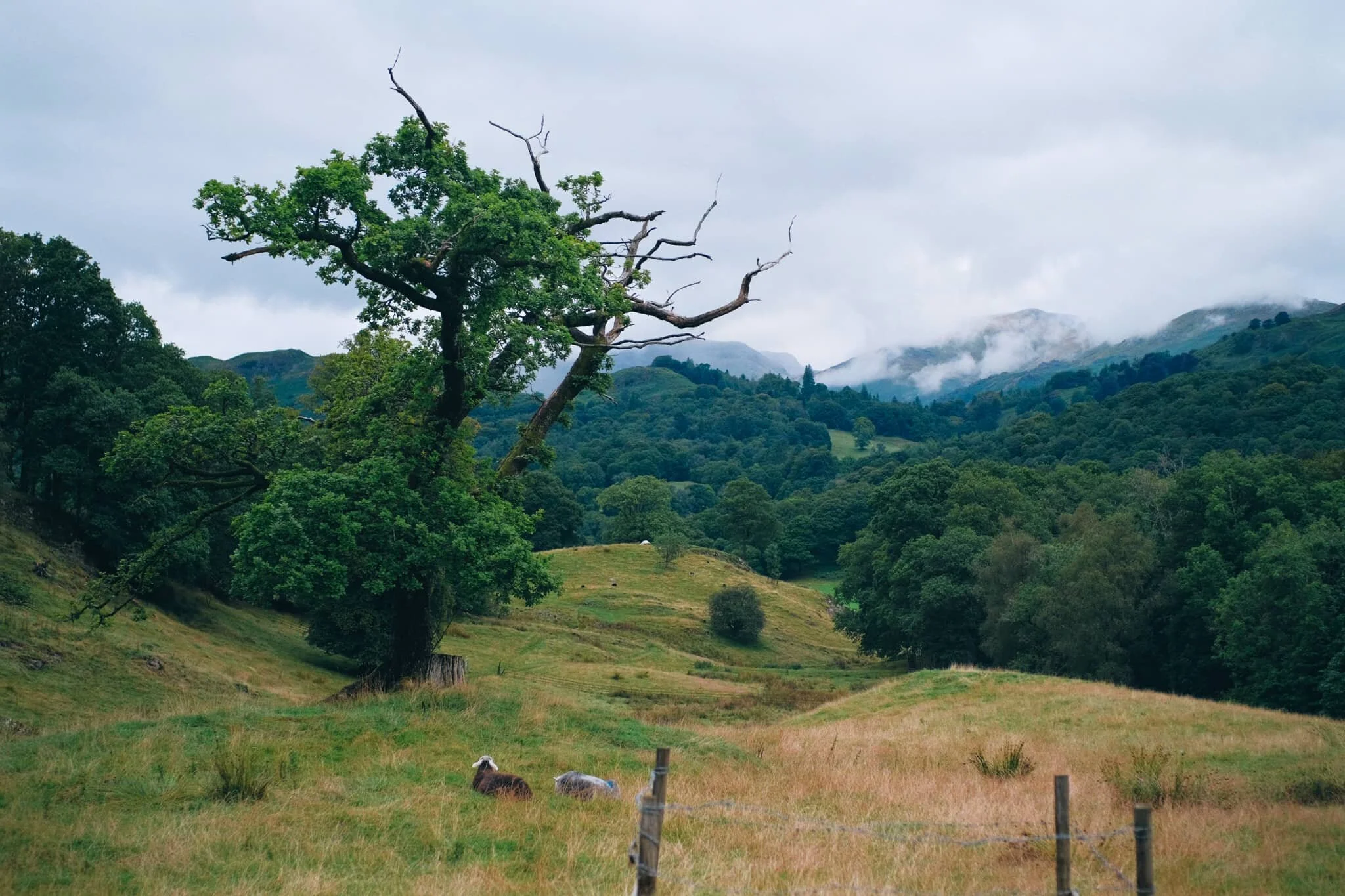  One of my favourite trees in the Skelwith/Colwith area. Truly gnarly, with the clouds burning up from the fells. 
