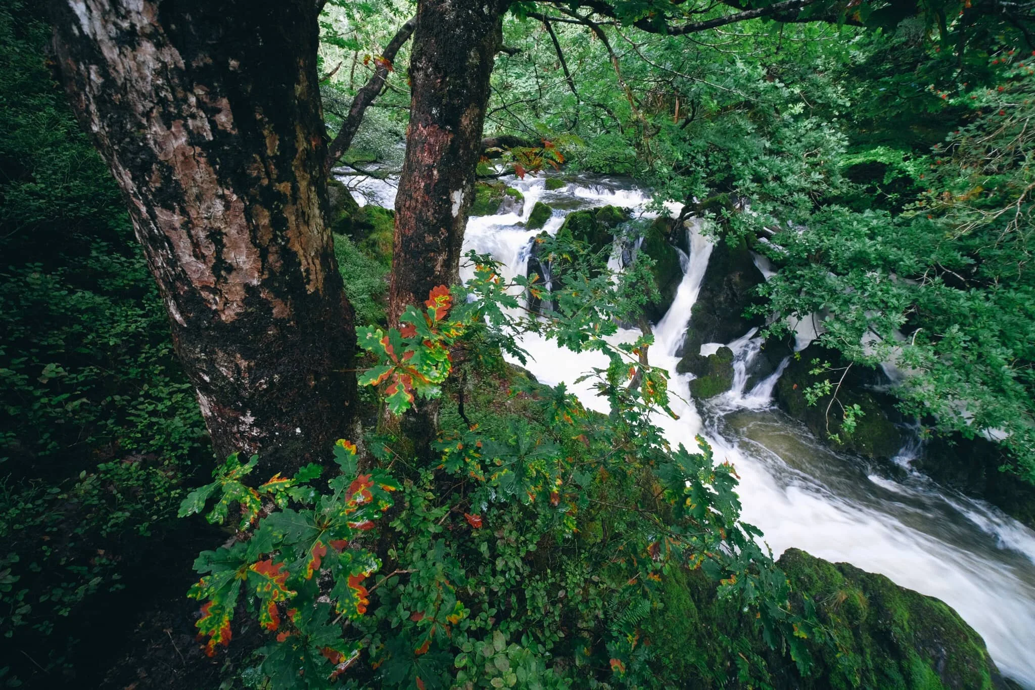  It&rsquo;s always an exciting time when the foliage starts to turn towards those wonderful autumn hues. 