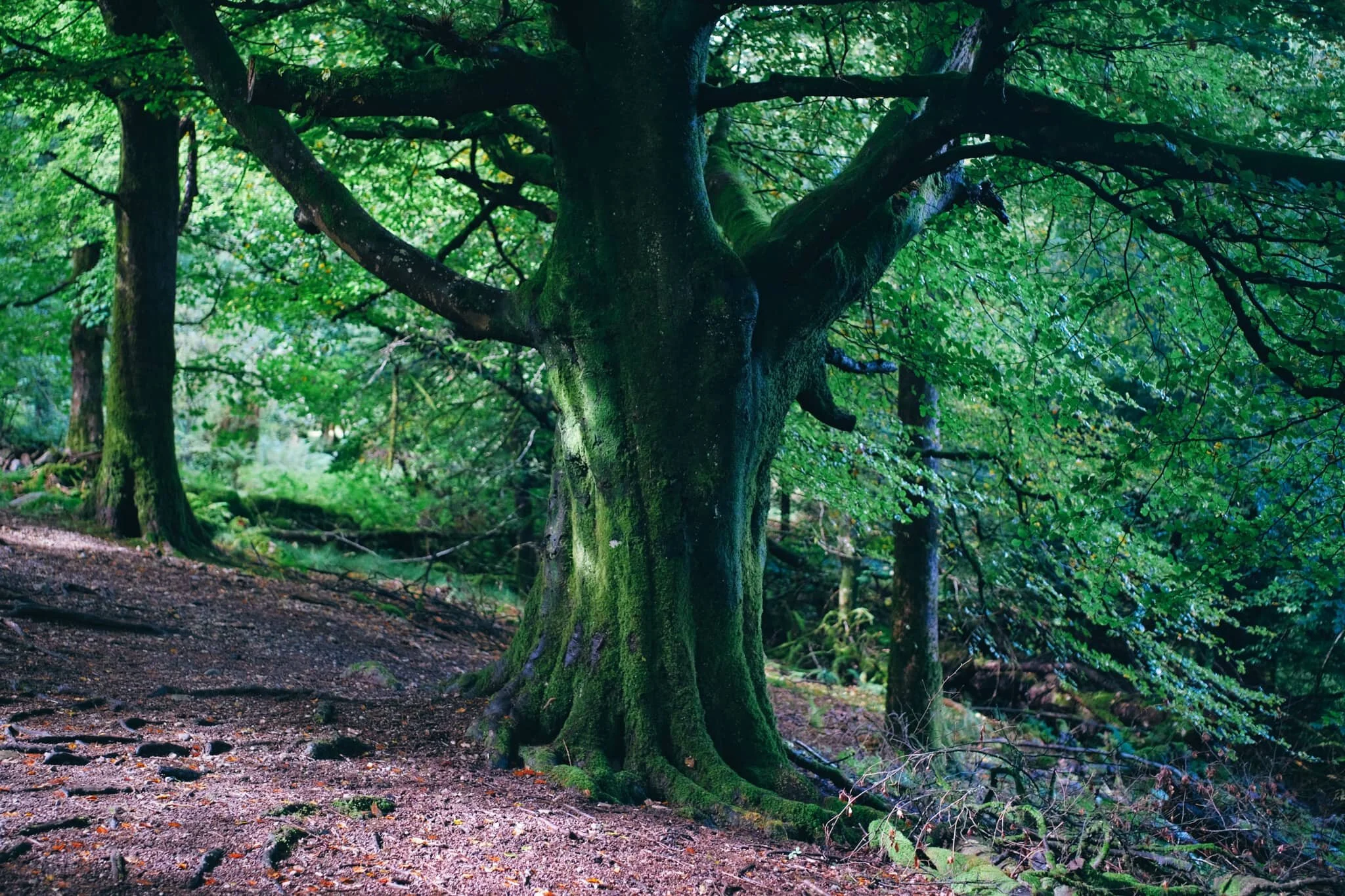  Sometimes you just have to take a picture of a pretty tree. 