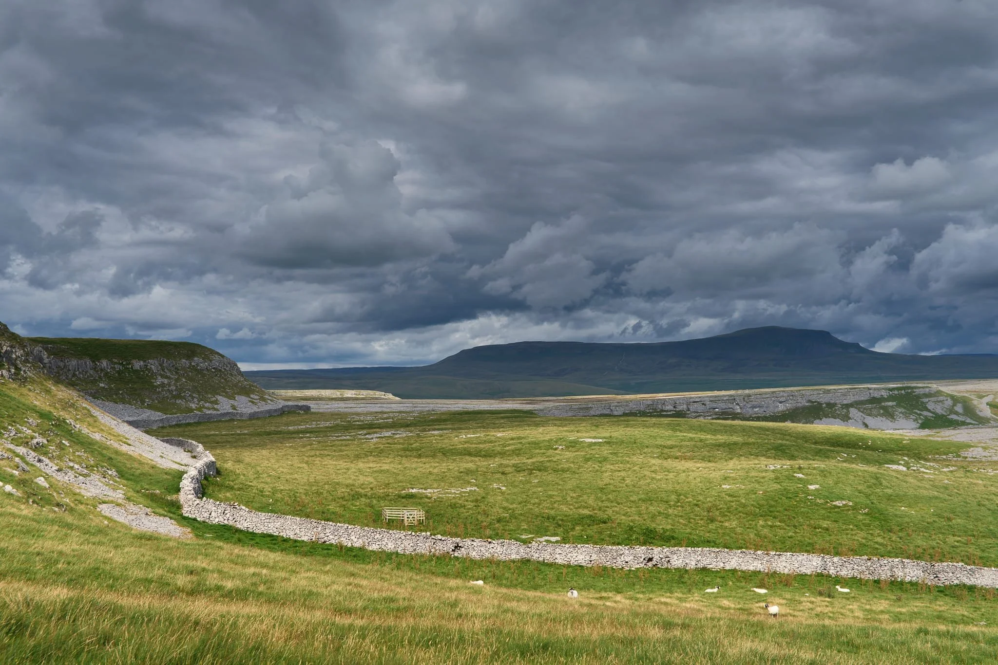  Further on,  a strong burst of sun drenched the foreground with its curving drystone wall in golden light, leaving the dark Pen-y-Ghent brooding under the stormy sky. 