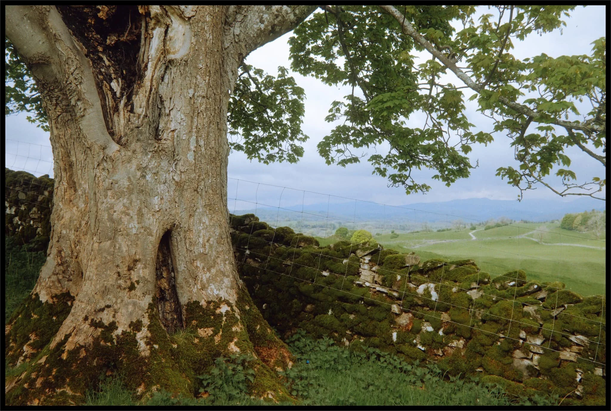  There&rsquo;s a few old and rather eldritch trees that line Gamblesmire Lane into the Lyth Valley. One of them was veritably humming with honey bees. I shot a video of them  here . 