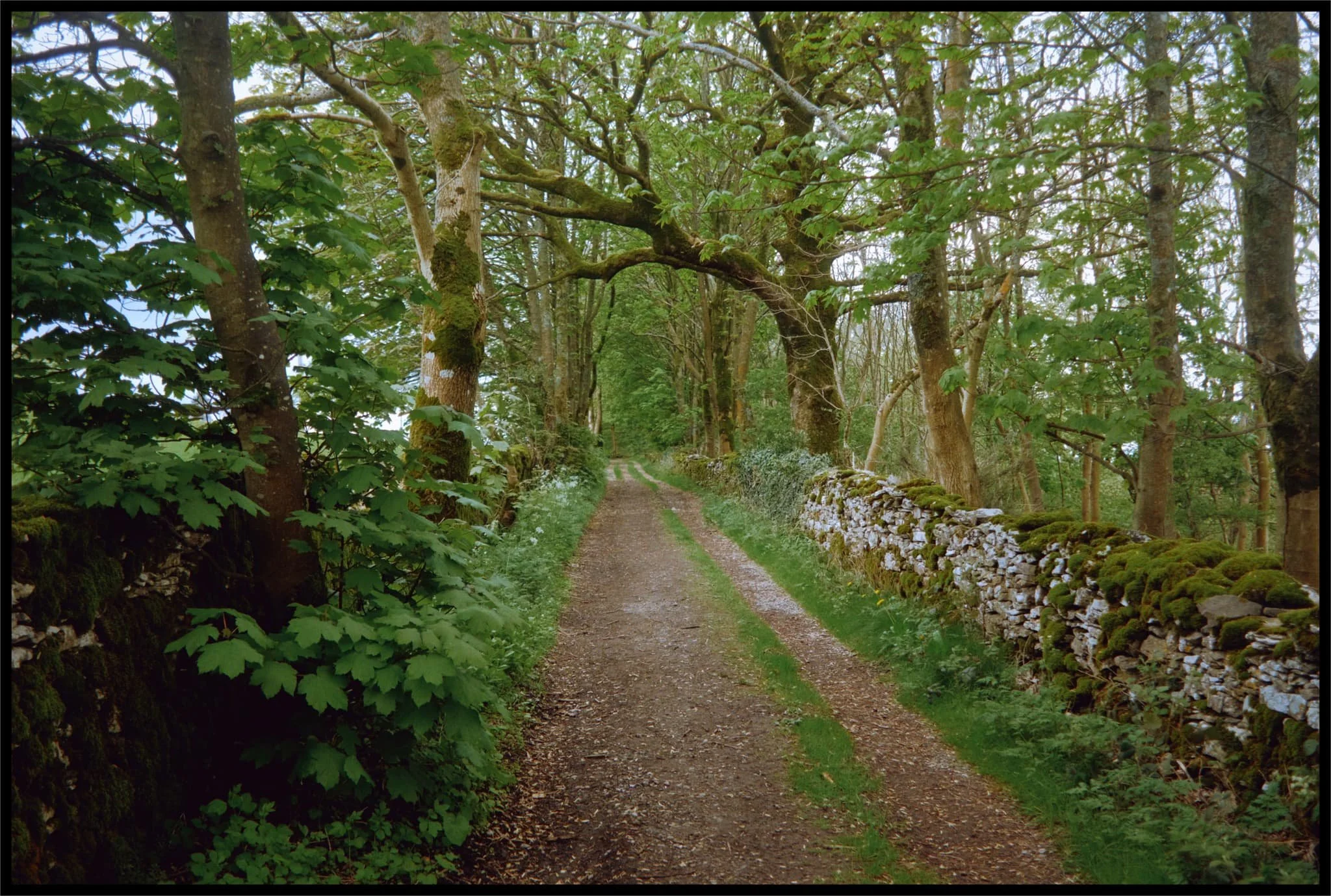  The lane leading to the quarry. 