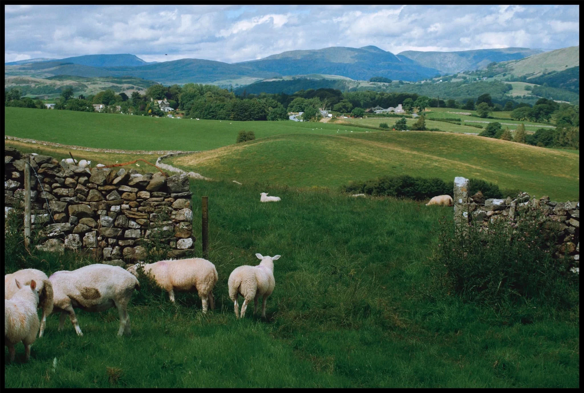  Even the local sheep like to pause from grazing to enjoy the views every now and then. 
