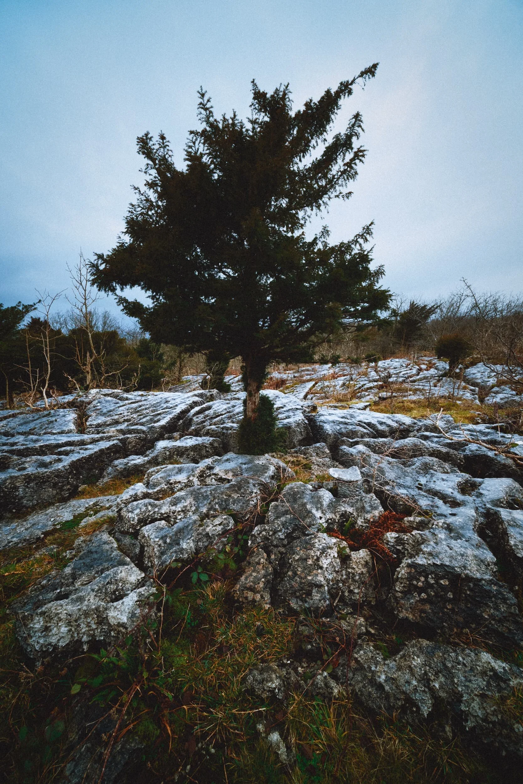  I had fun making compositions of this tree surrounded by the clints and grikes of Dalton Crag&rsquo;s limestone pavements. 