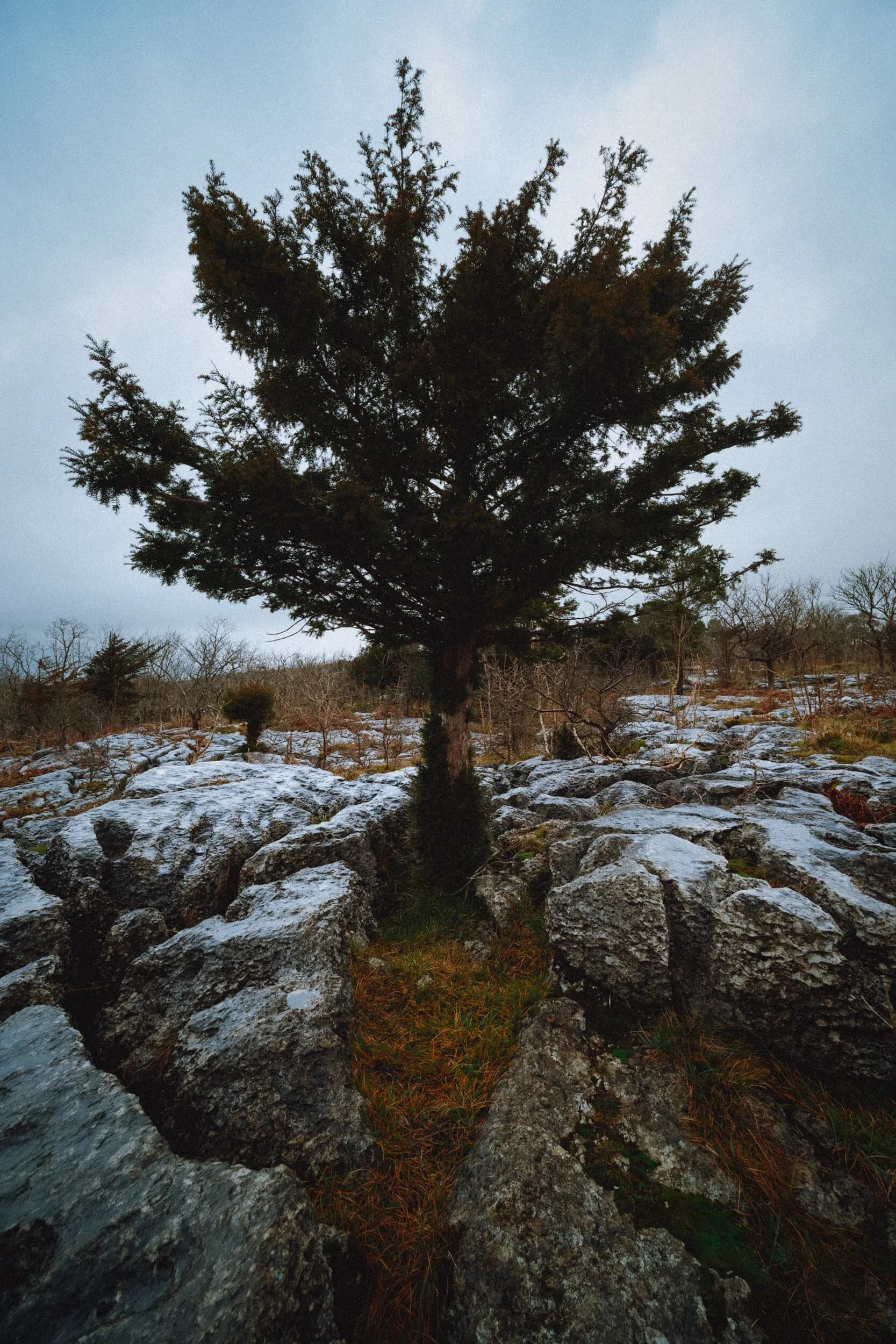  Life… finds a way… 