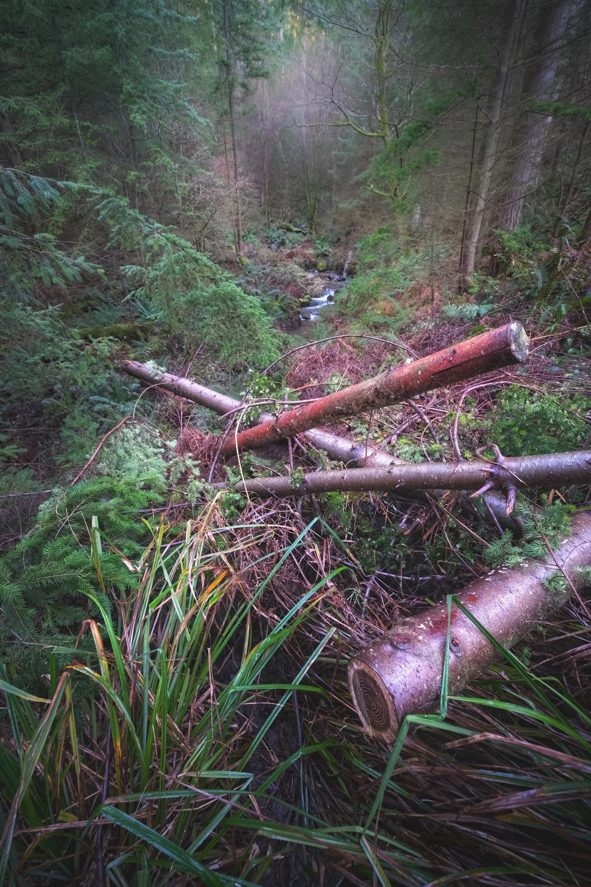 The remnants of Storm Arwen&rsquo;s destruction made for some nice ultra-wide compositions. 