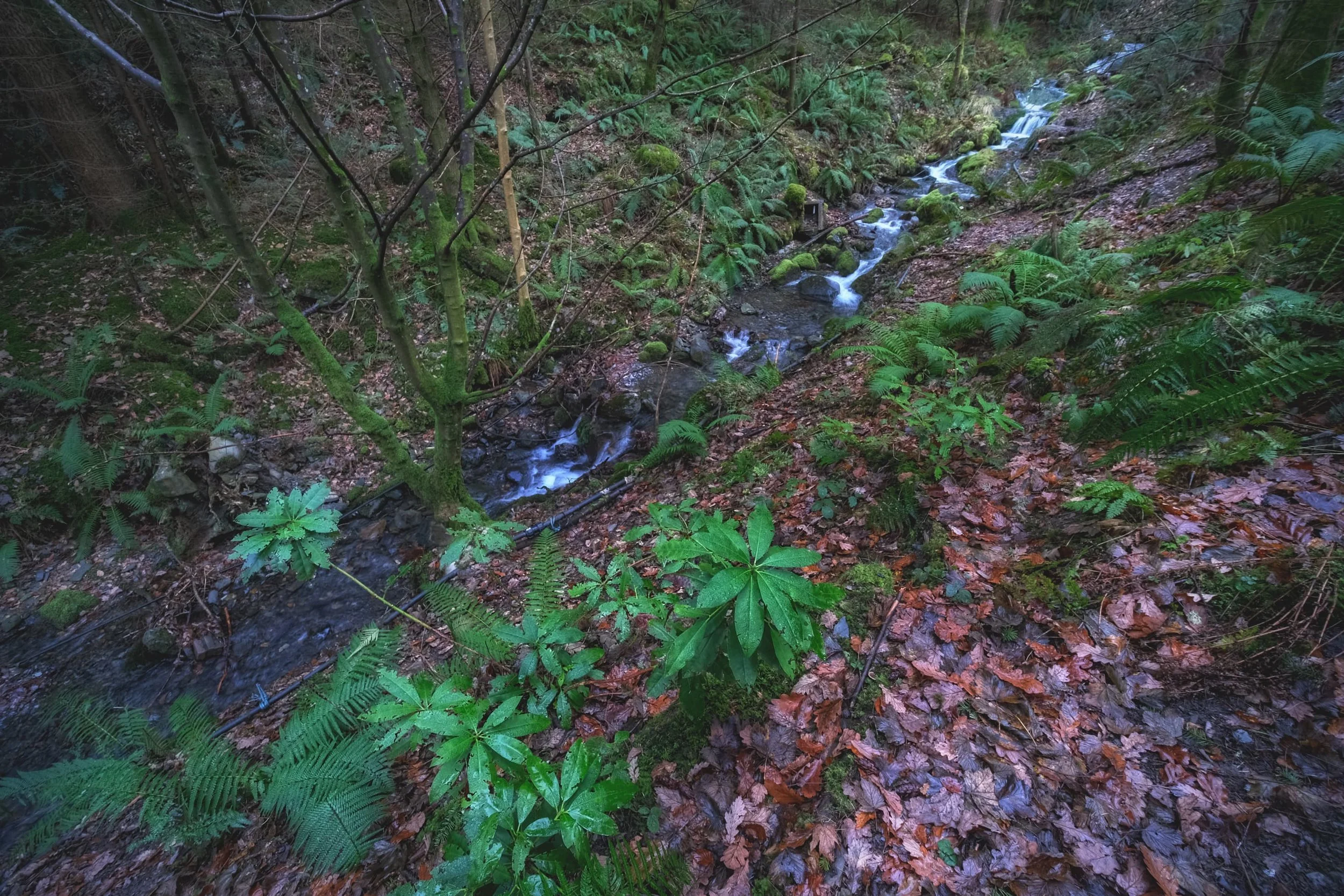  Despite being in winter, Skill Beck was surprisingly lush and verdant. 