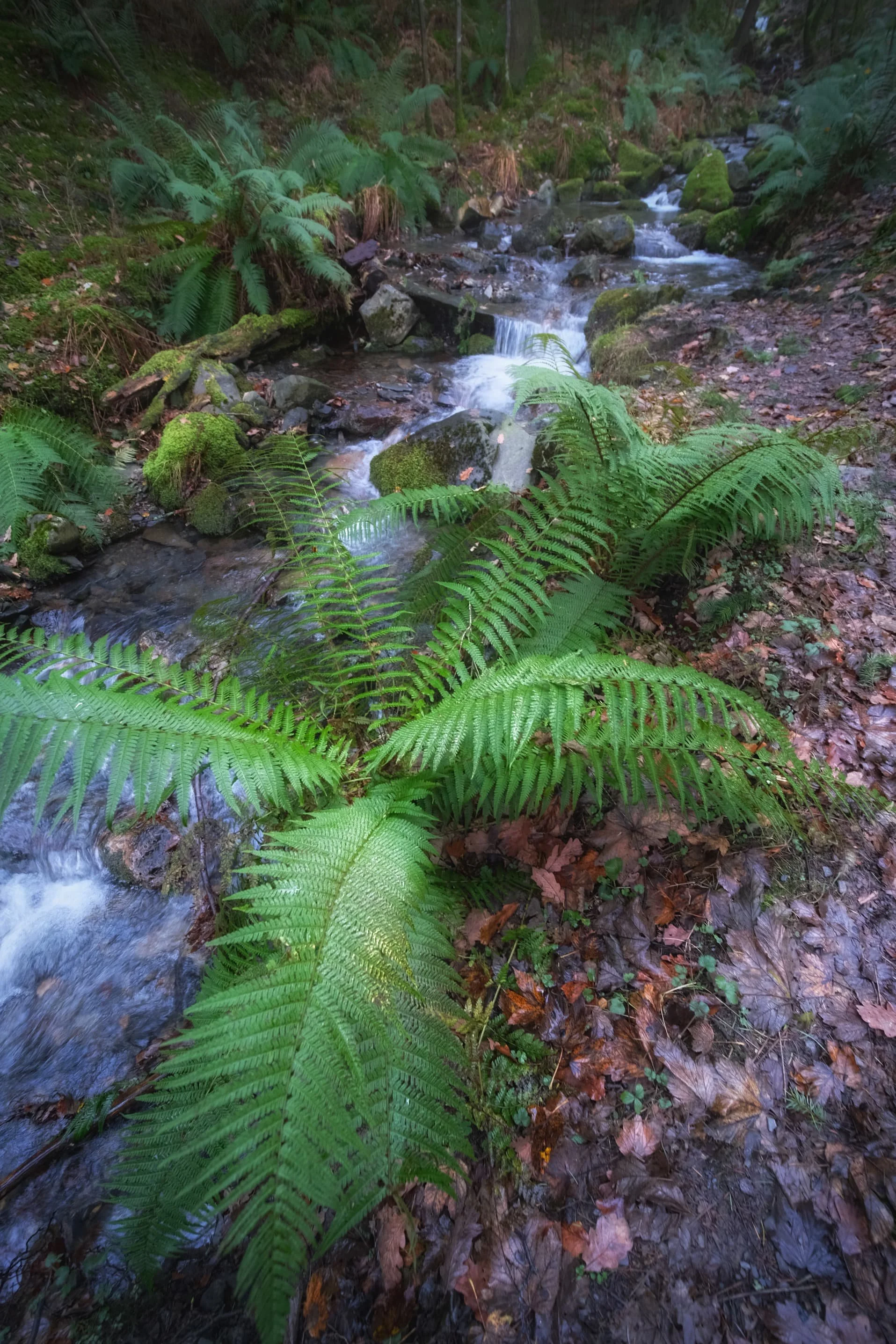  There&rsquo;s a lot of lush fern to be found alongside Skill Becks many mini waterfalls. 