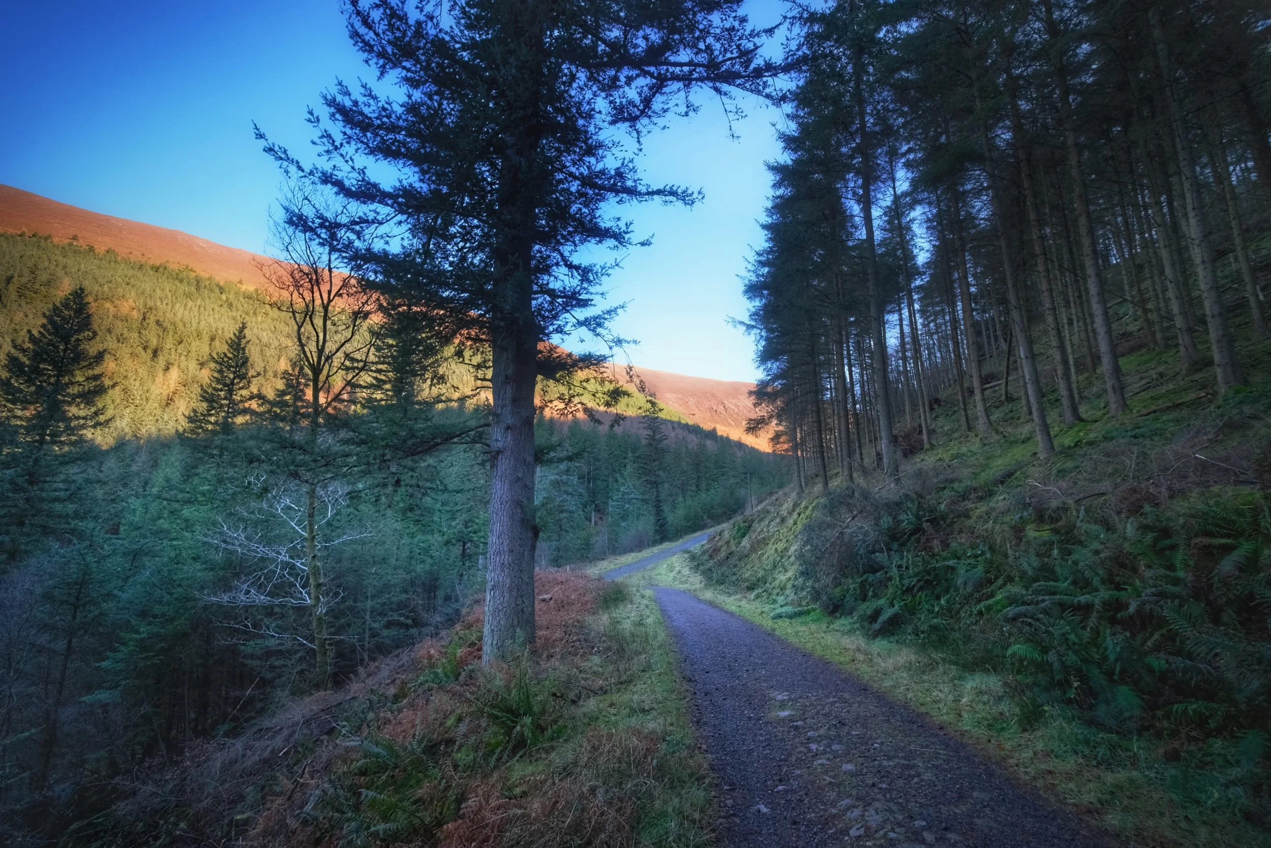  As we near the bottom, Ullock Pike glows in the midday wintersun. 