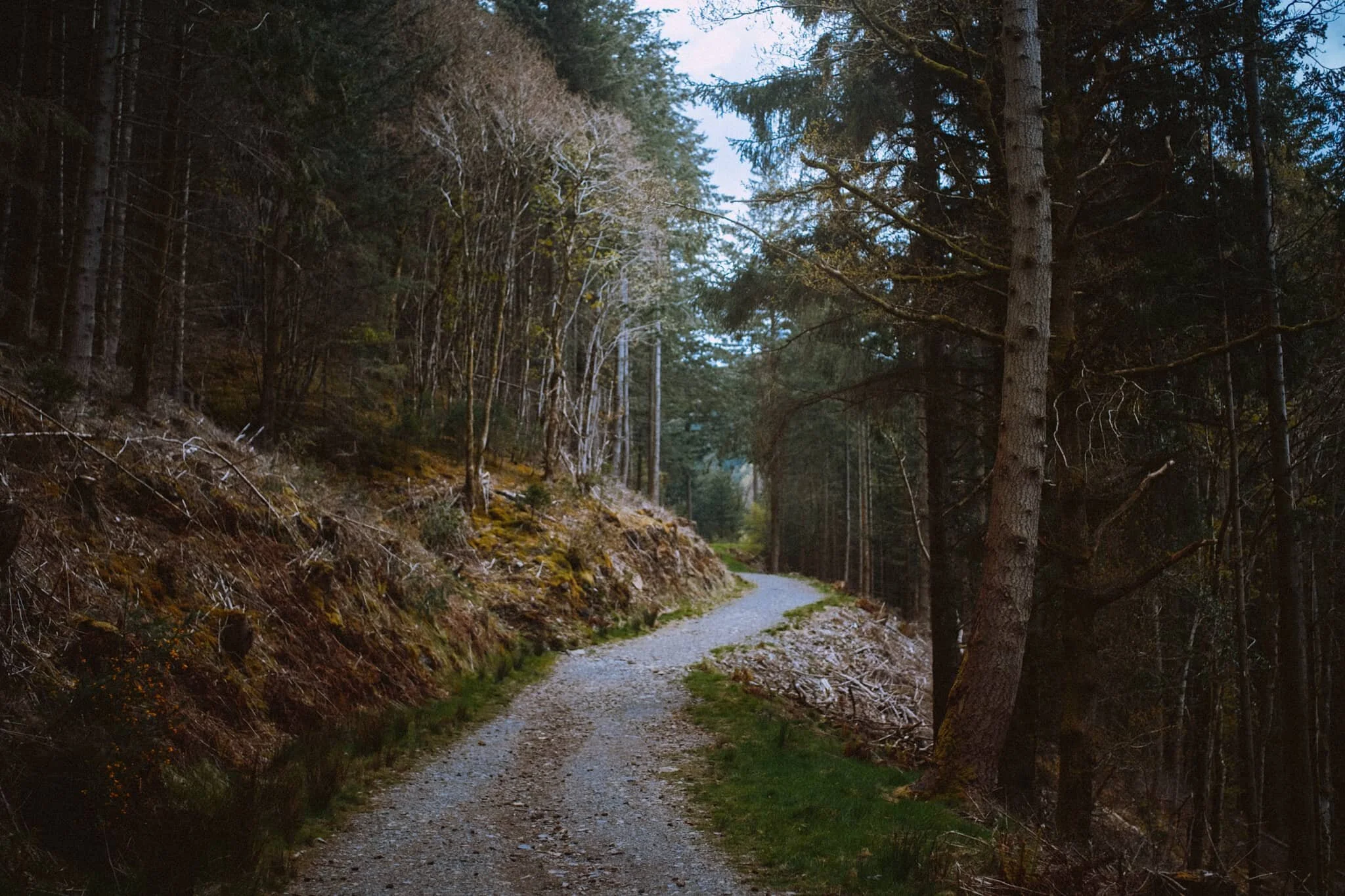  We continue upwards, following the Dodd Summit Trail. 