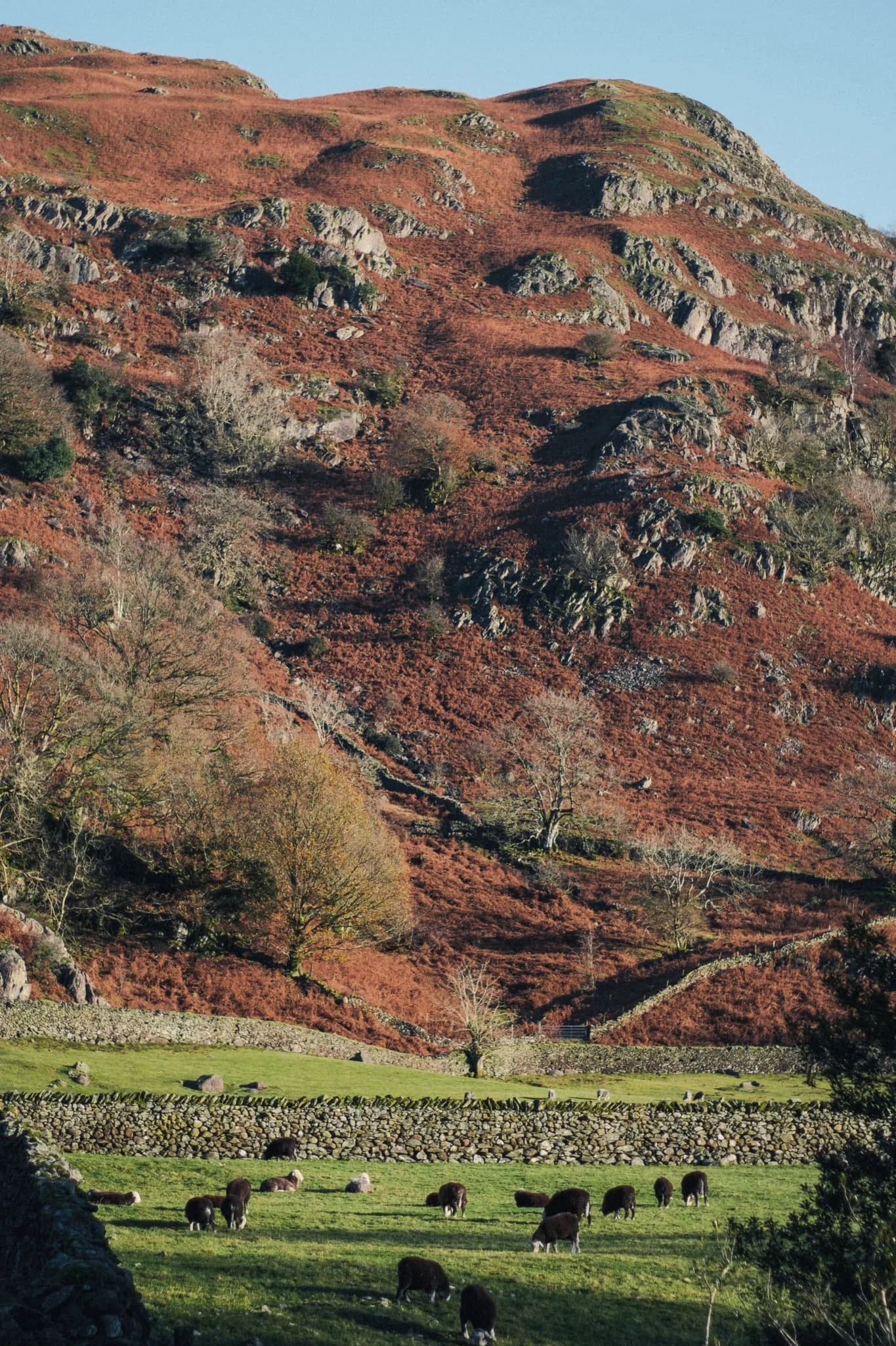  Further along the trail, another field beneath Helm Crag was home to some Herdwick lambs with their darker fleeces. 